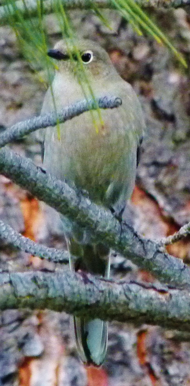 shorebirds. Partnership for International Birding