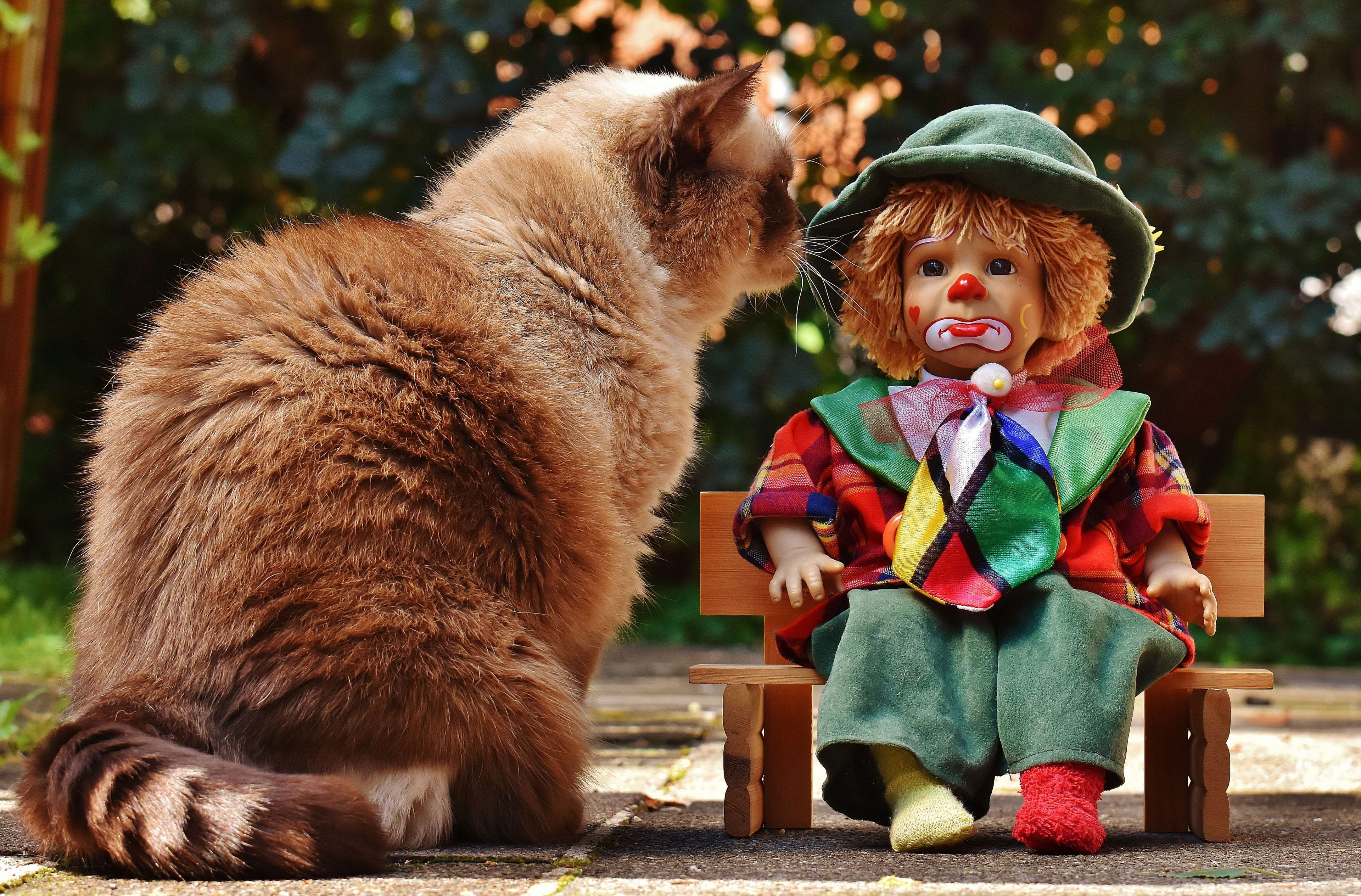baby, blur, cat, child, clown, colorful, cute, doll, family, fun, mammal, outdoors, park, portrait, sad, sit, stuffed toy, summer, sweet, toy, trees, wooden bench 4k wallpaper
