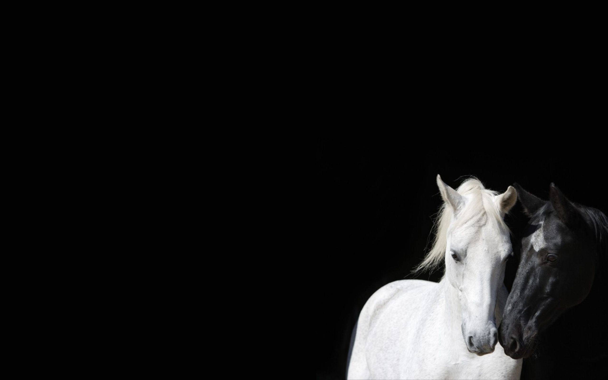 Black and White Horse Wallpaper. Horse wallpaper, Horses, White horses