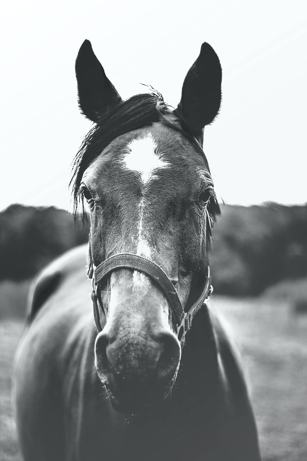 Black And White Horse Picture. Download Free Image