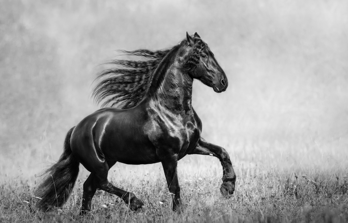 Horse Black And White 1400x900 Resolution HD 4k Wallpaper, Image, Background, Photo and Picture