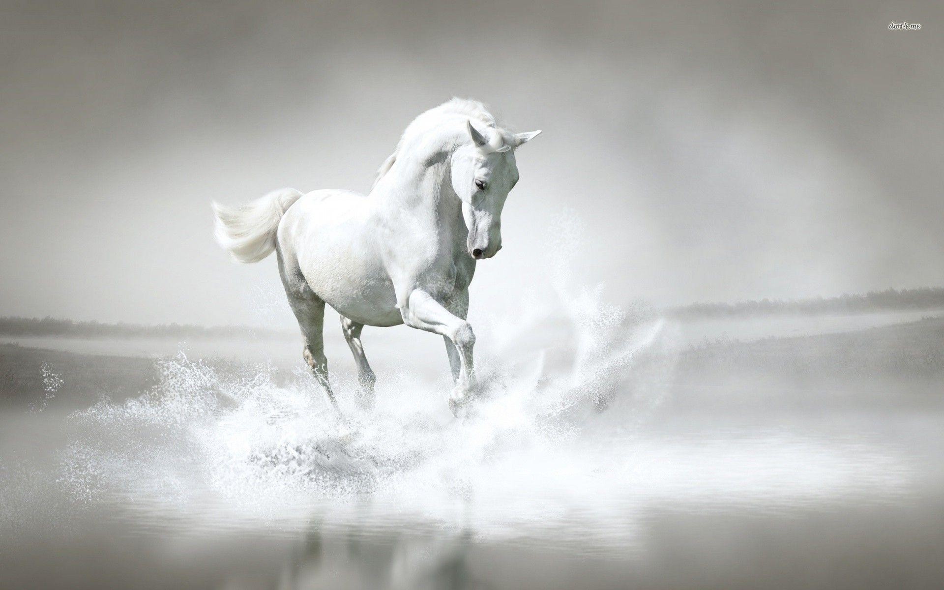 Pure White Horse HD Wallpaper White And Black