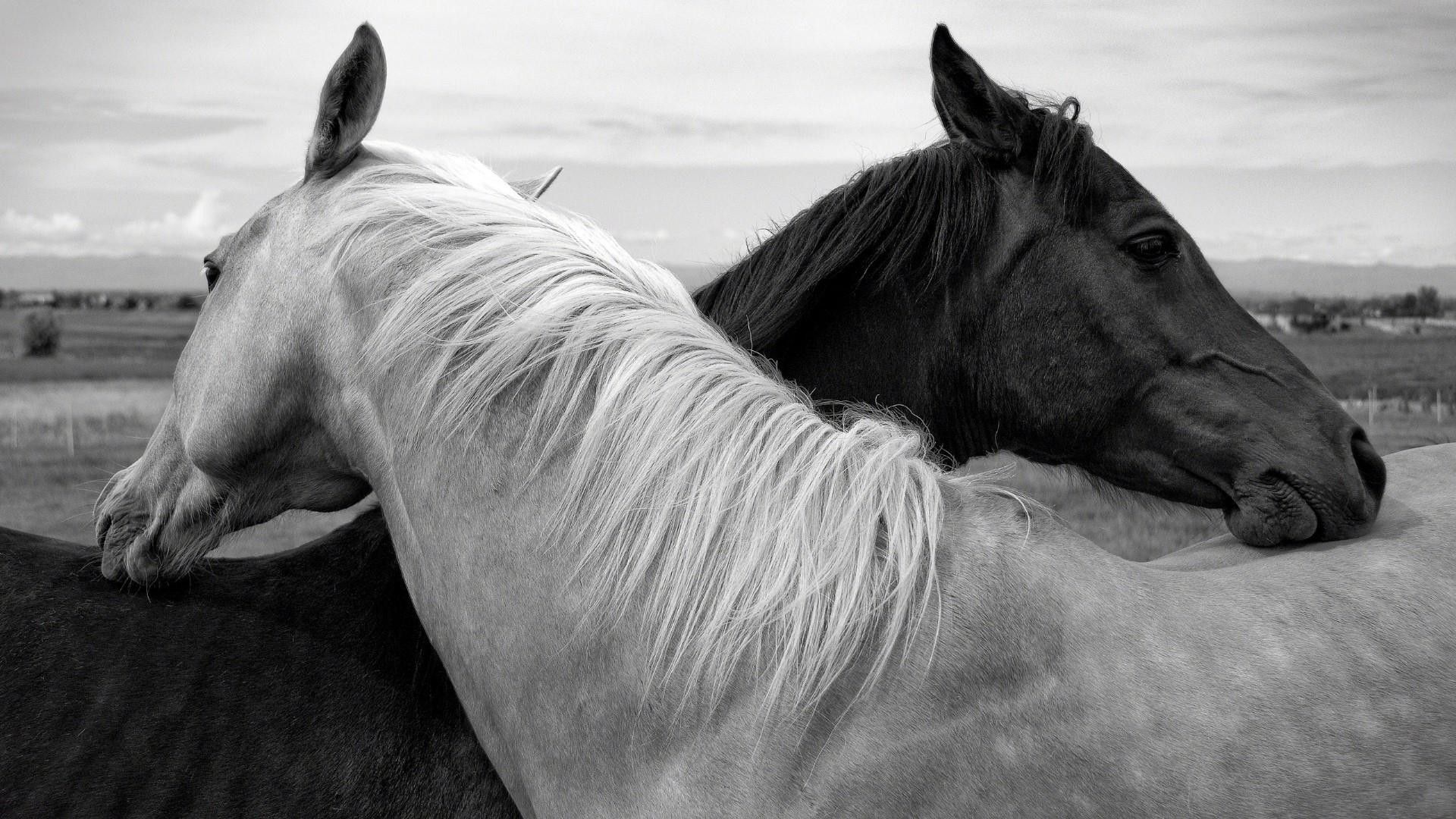 Black And White Horse Wallpapers - Wallpaper Cave