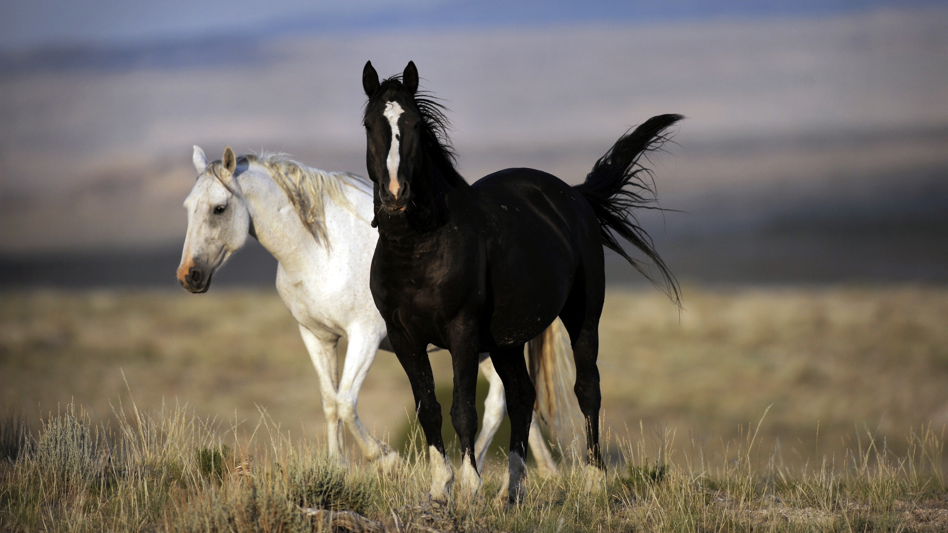 White And Black Horse Database Source