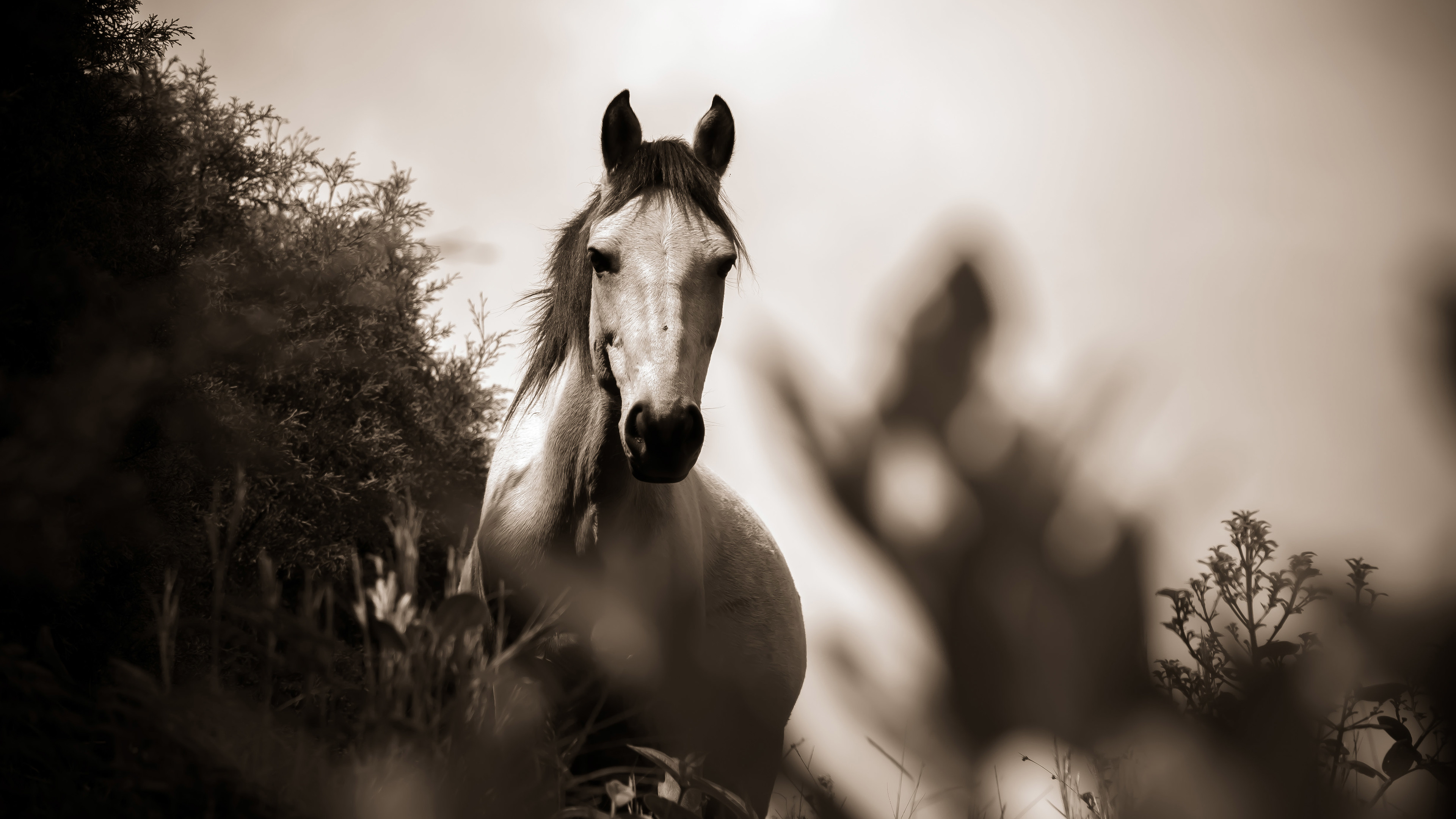 Horse Grayscale Wallpaper For Laptop