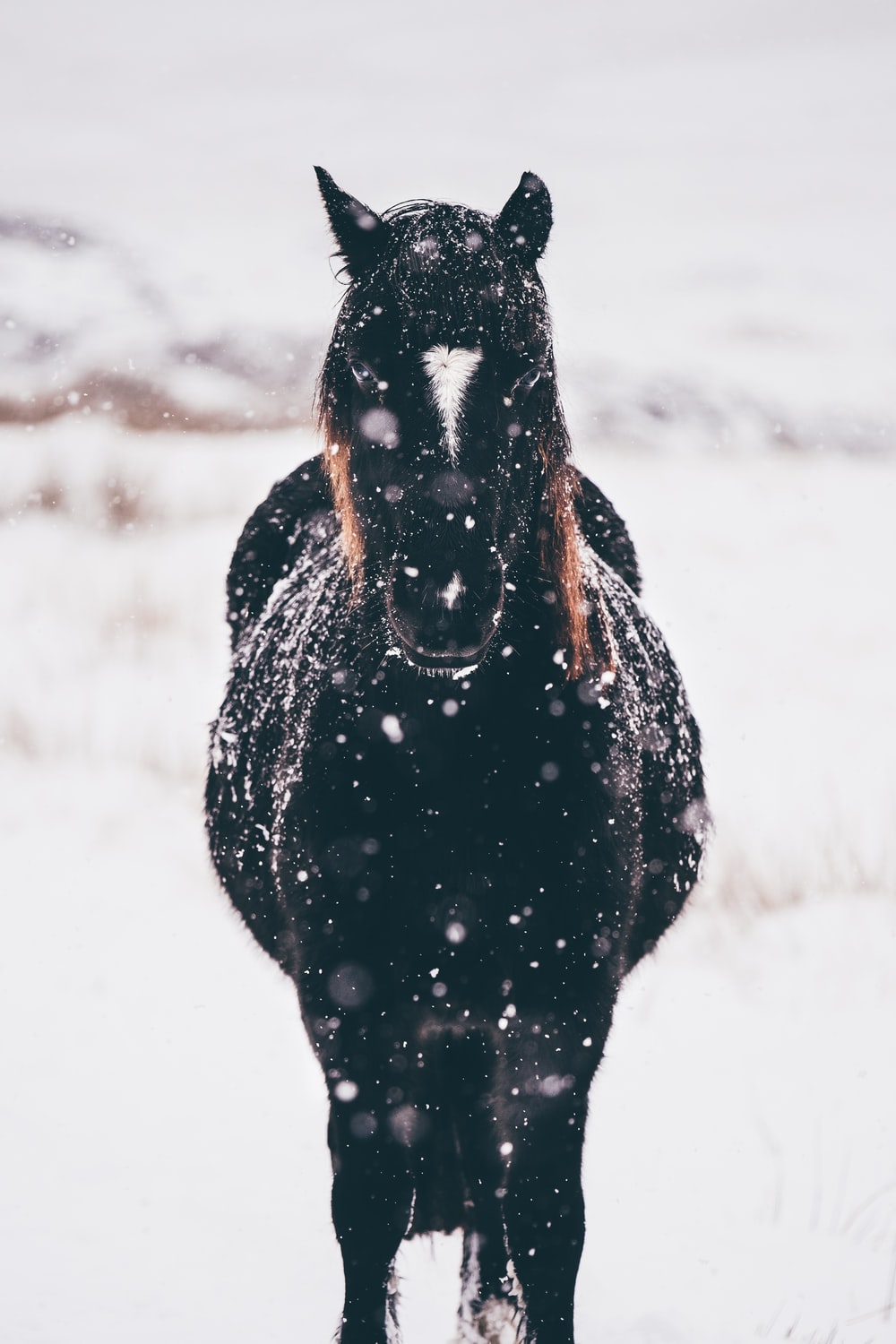 Black And White Horse Picture. Download Free Image