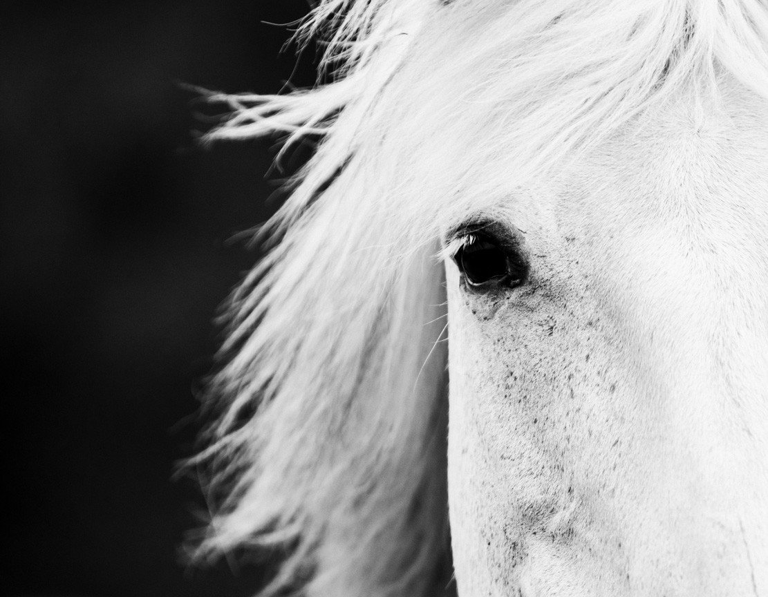 Jaw Dropping Black & White Horse Photo