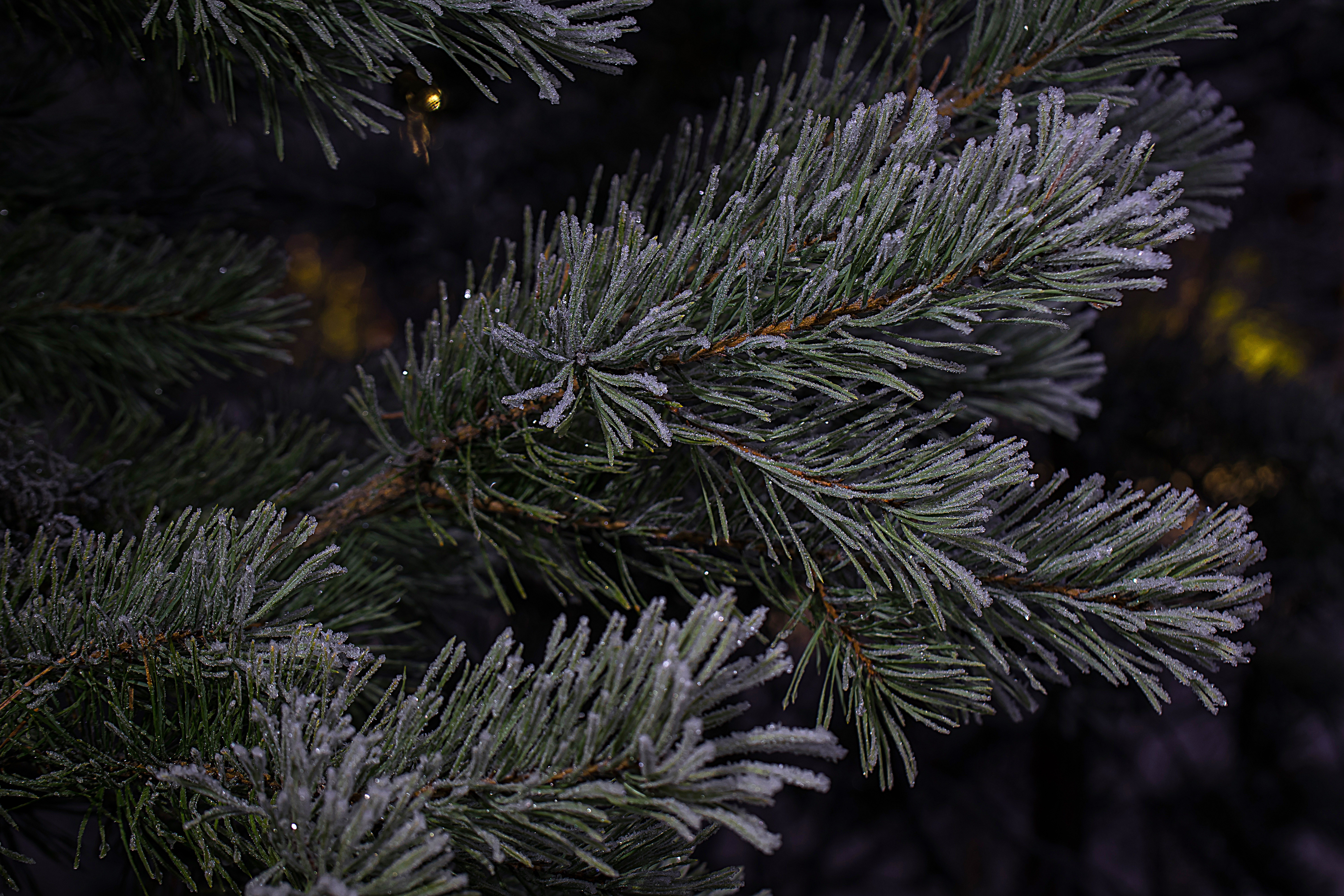 Wallpapers : snow, branch, frost, spruce, Christmas Tree, needles, fir, Freezing, conifer, Evergreen, tree, branches, twig, land plant, woody plant, pine family 6000x4000