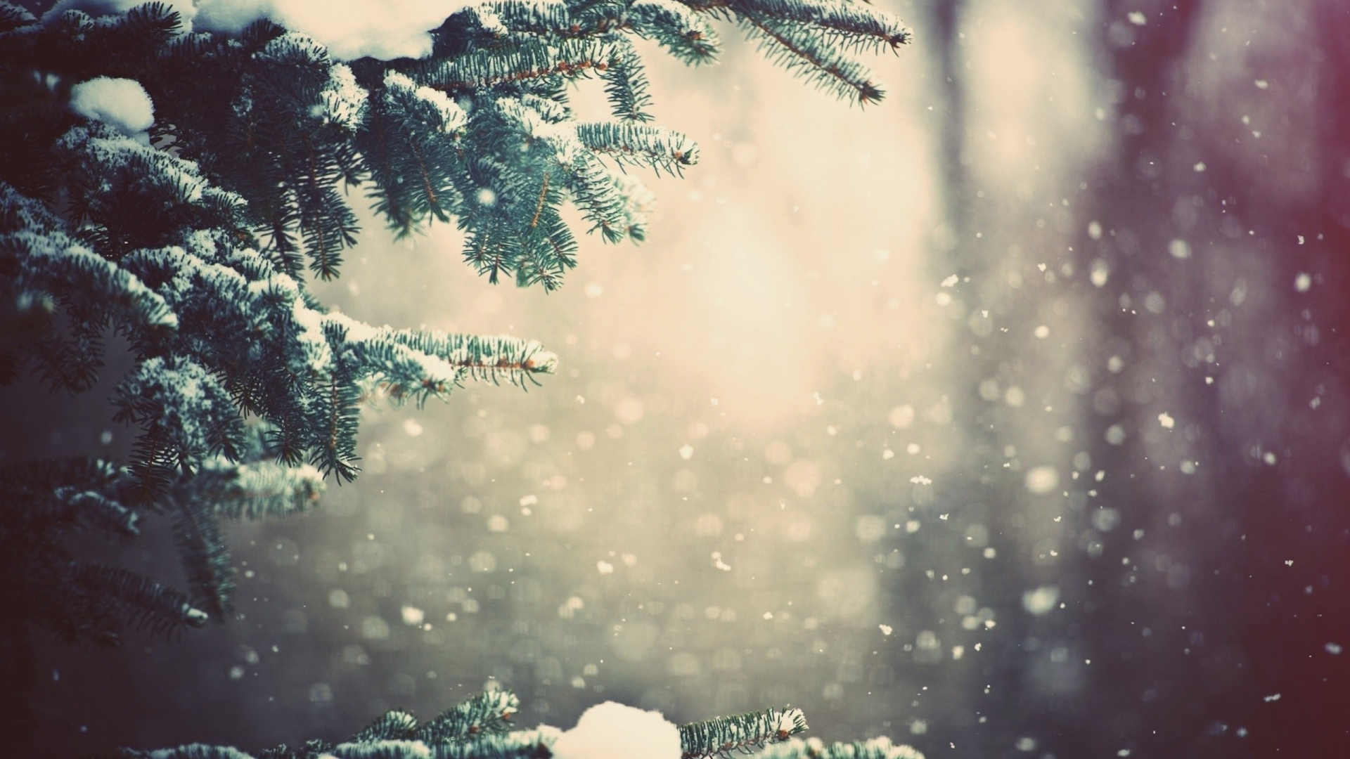 Free download Snow on Christmas Tree Branches Nexus Wallpapers [2560x1600] for your Desktop, Mobile & Tablet