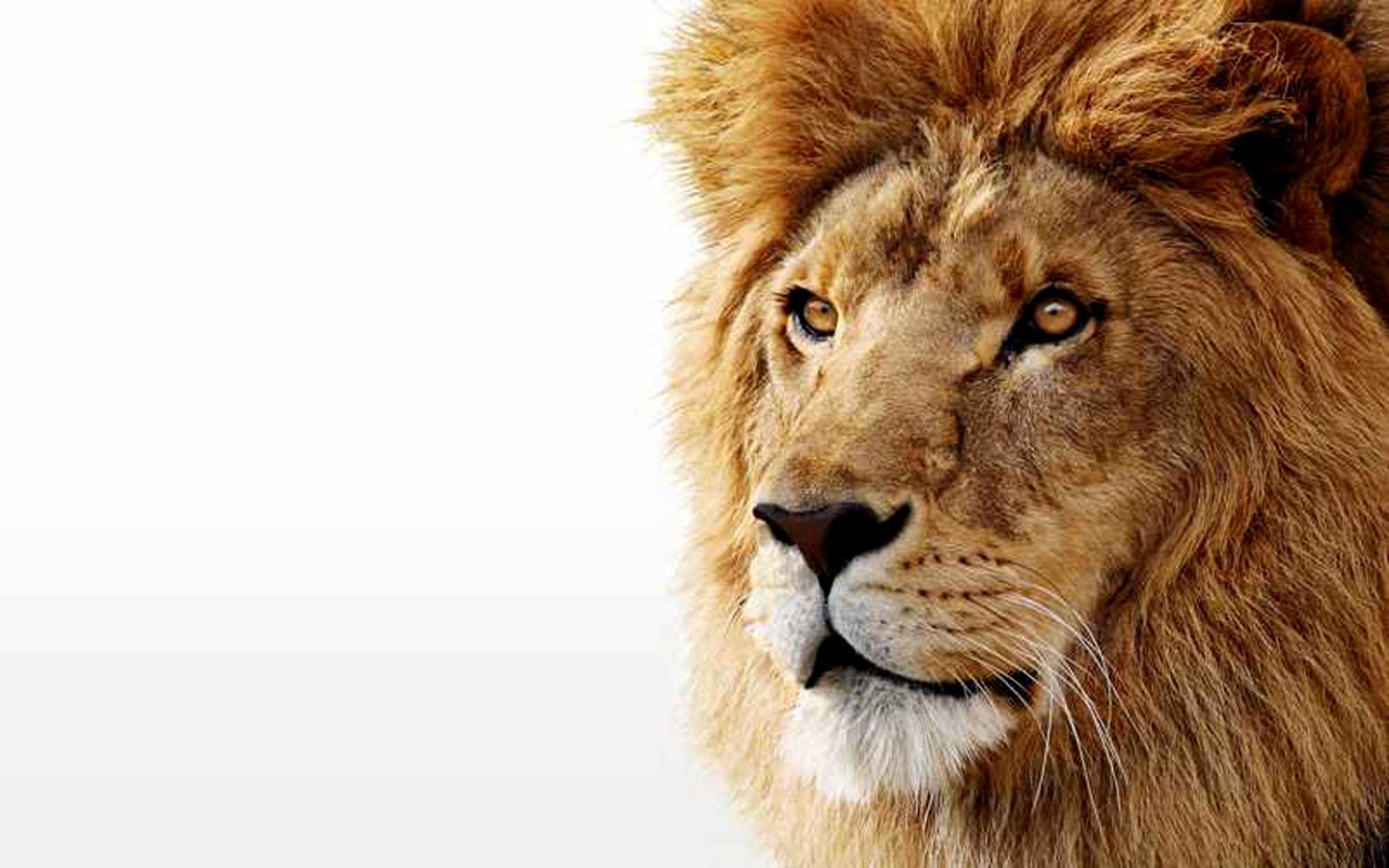 386089 Title Animal Lion Cats Wallpapers