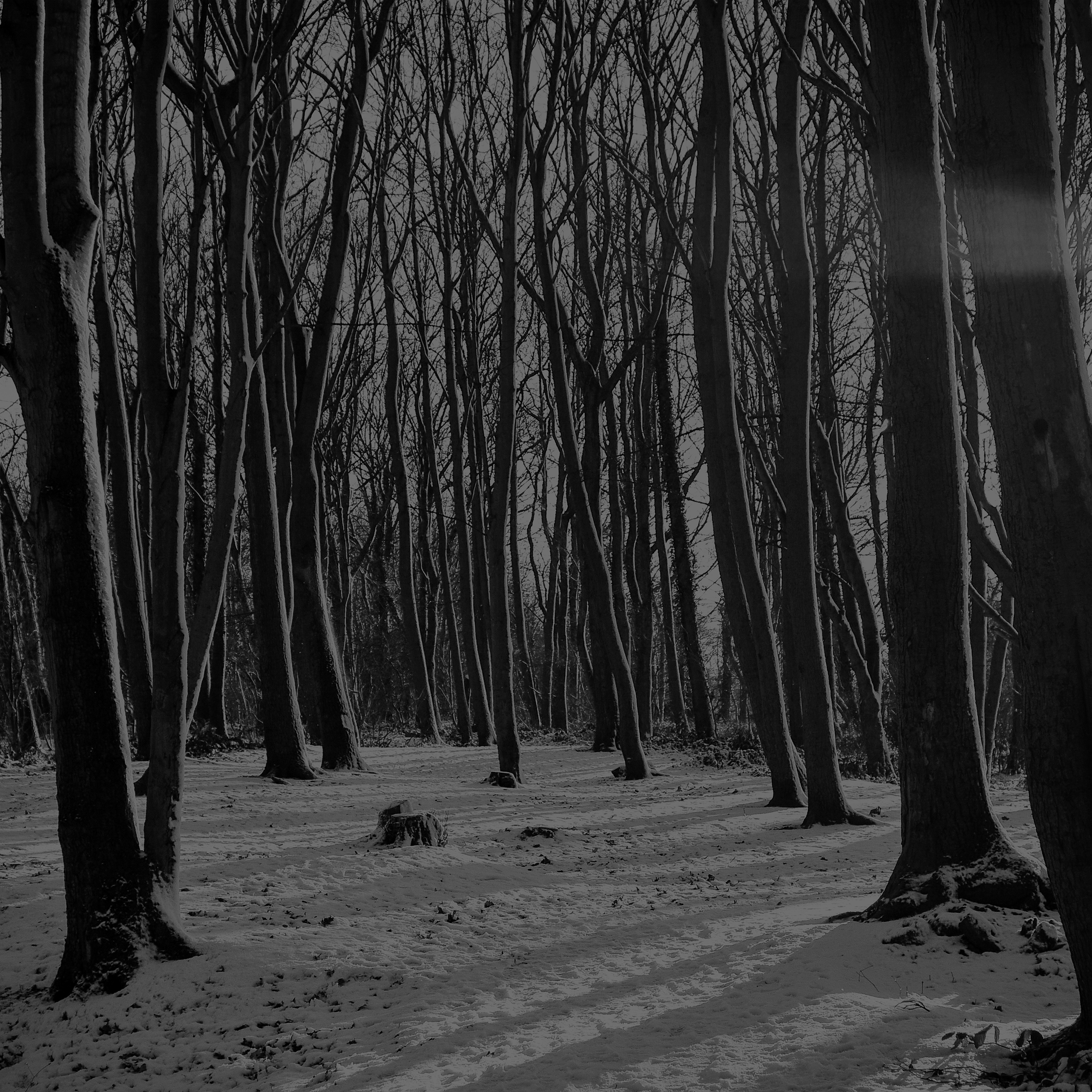 Cold Winter Forest Snow Nature Mountain Dark Bw Wallpaper