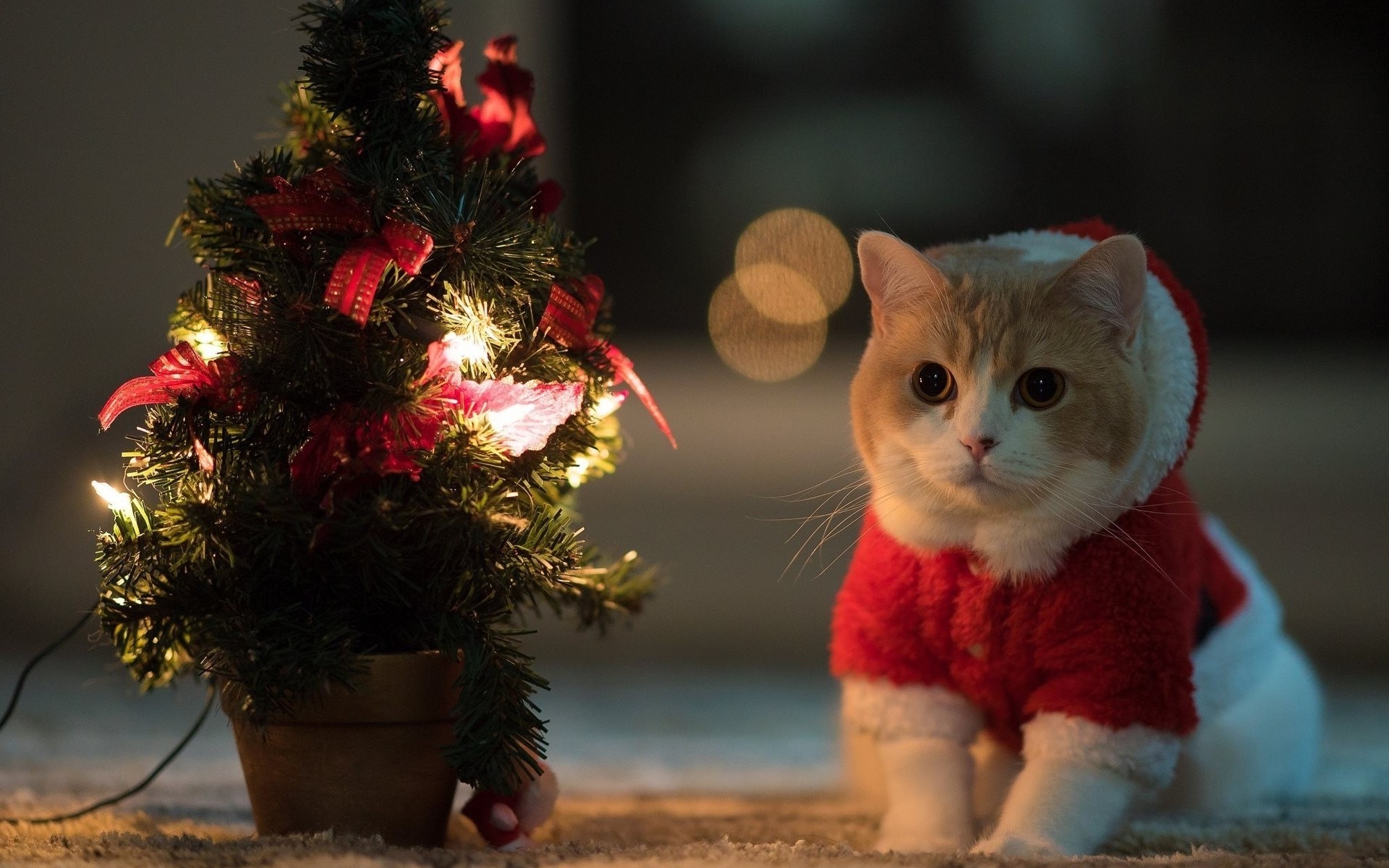 cat, Animals, Christmas Tree, Santa Costume Wallpaper HD / Desktop and Mobile Background