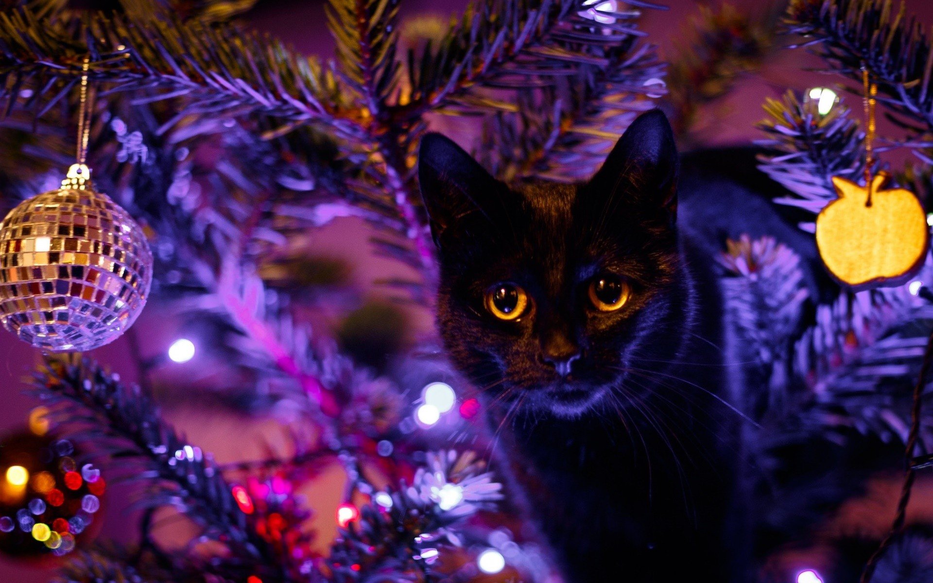 cat, Animals, Christmas, Christmas ornaments HD Wallpaper / Desktop and Mobile Image & Photo