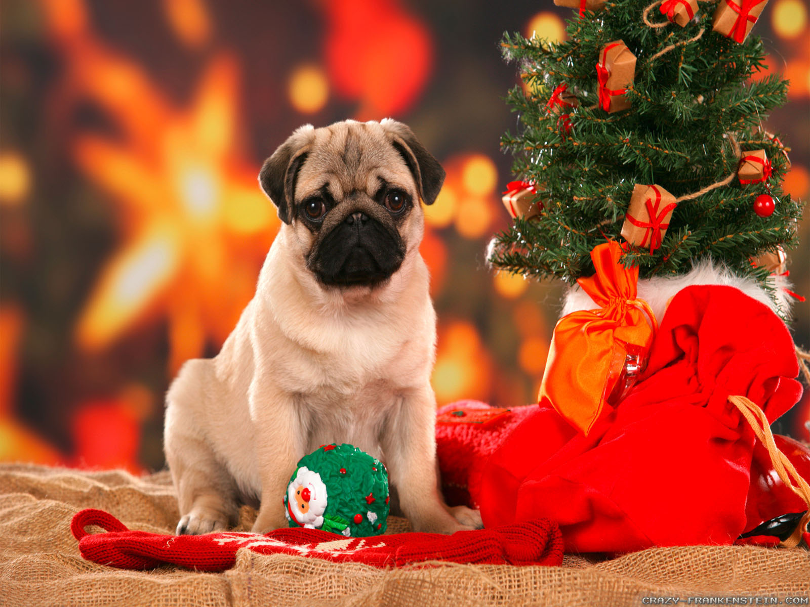 Get Inspired For Puppy Cute Animal Christmas Wallpaper wallpaper