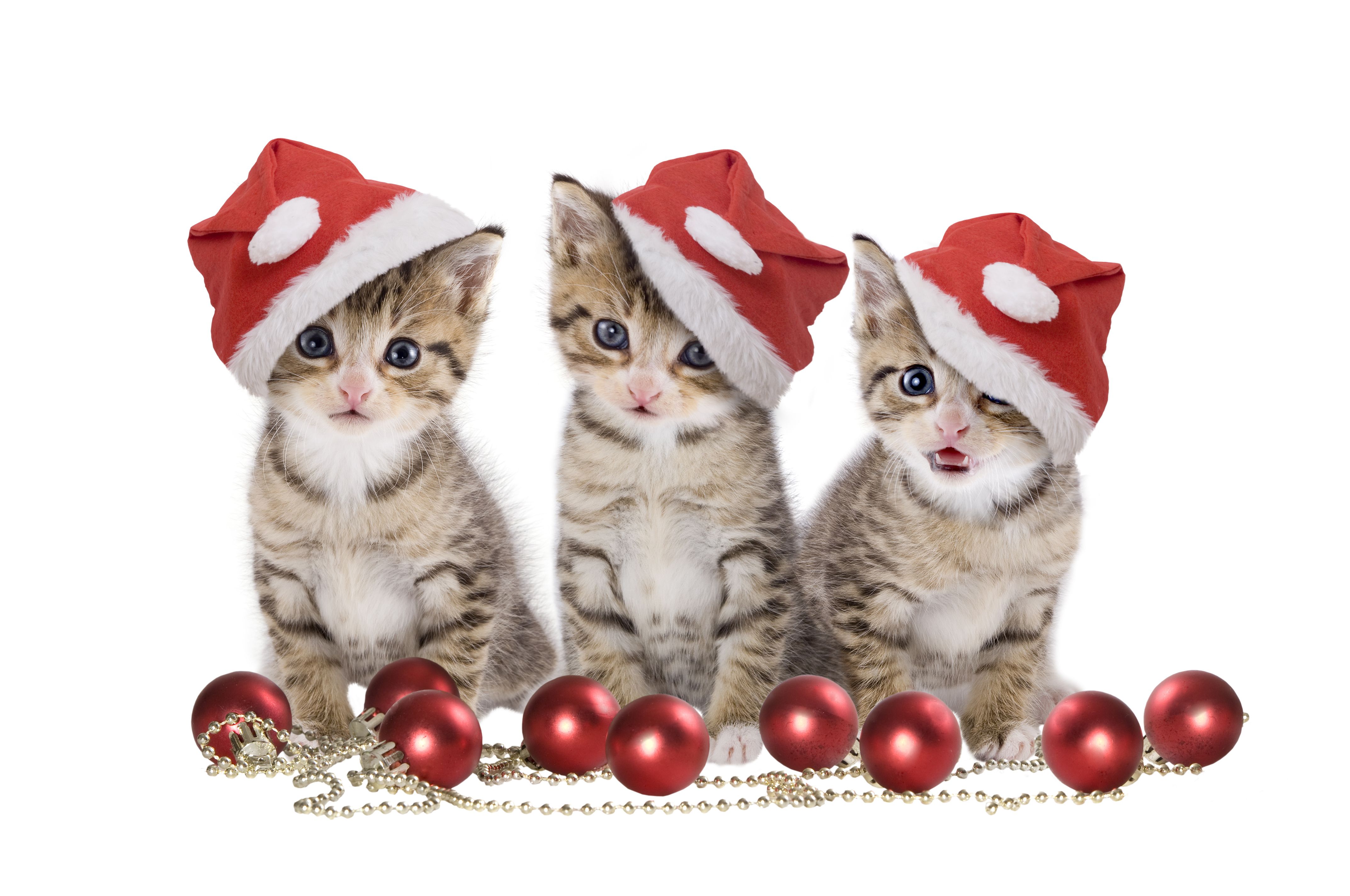 christmas cats. Christmas animals, Merry christmas cat, Christmas cats
