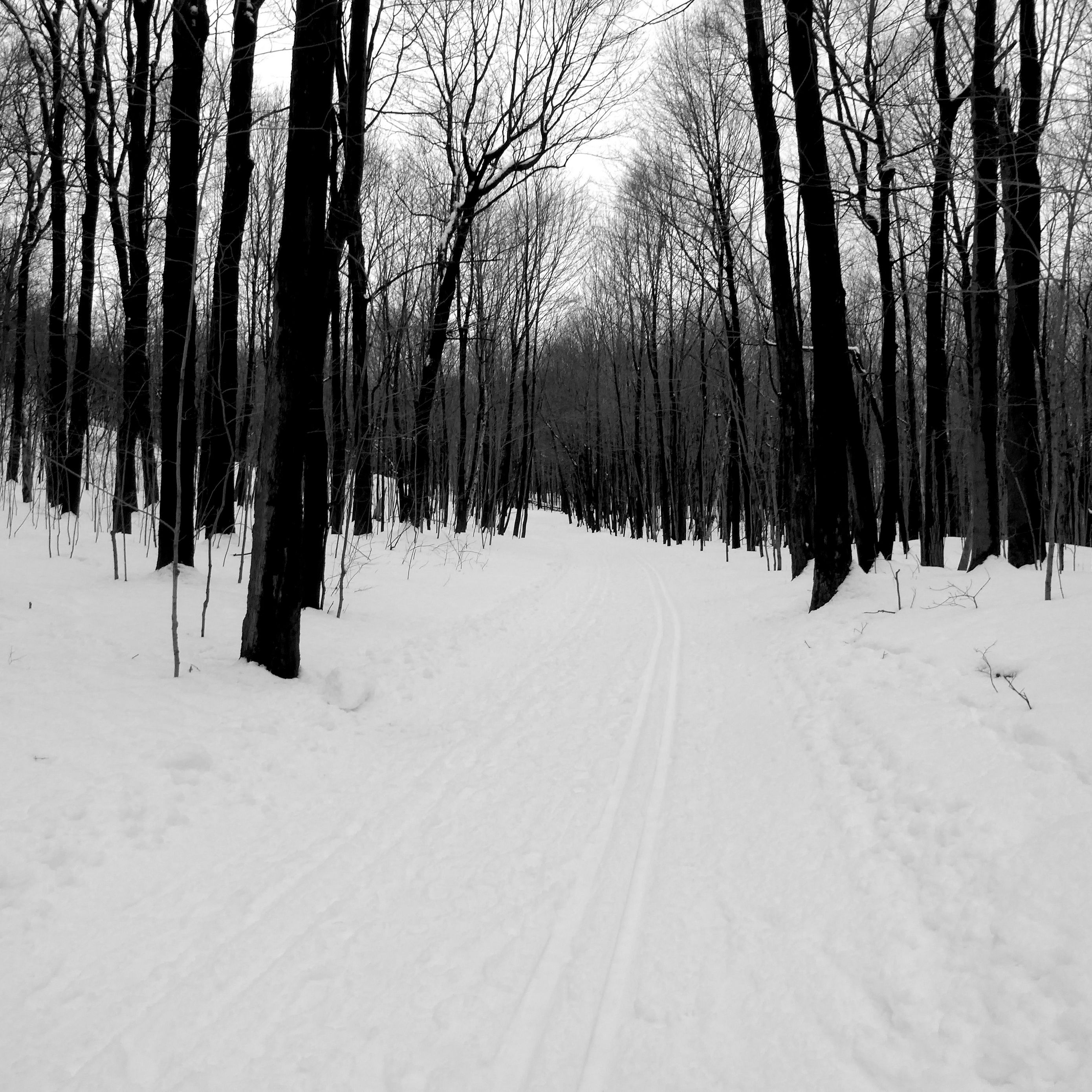 Download wallpaper 2780x2780 forest, road, bw, winter ipad air, ipad air ipad ipad ipad mini ipad mini ipad mini ipad pro 9.7 for parallax HD background