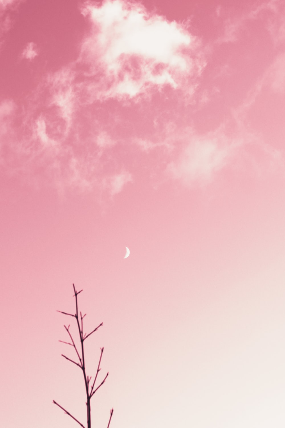 Light Pink Picture [HD]. Download Free Image