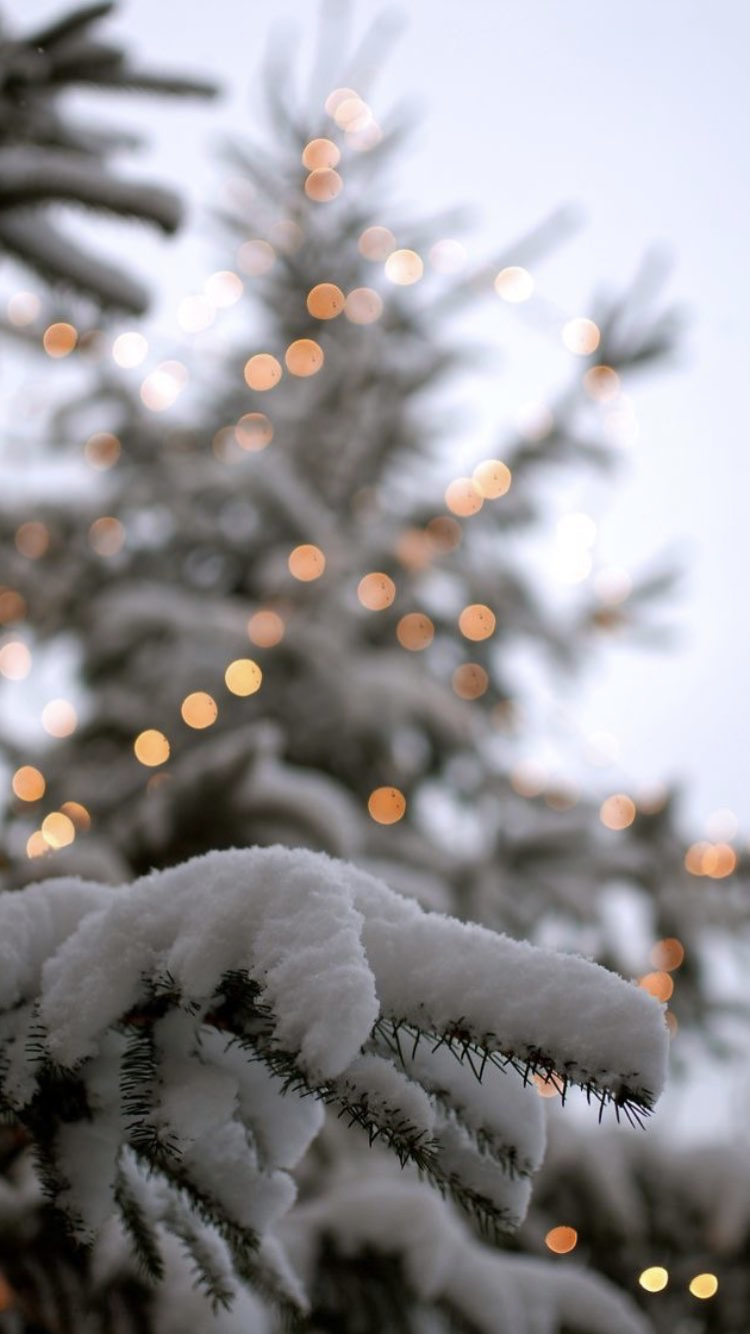 Christmas Trees ideas. christmas, christmas time, christmas decorations