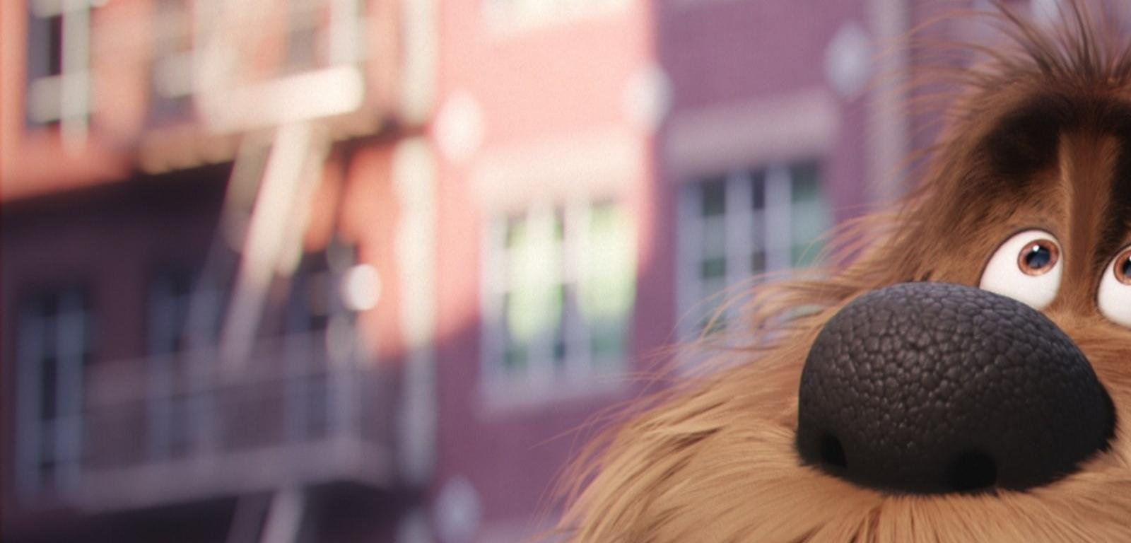 The Secret Life Of Pets wallpaper HD for desktop background