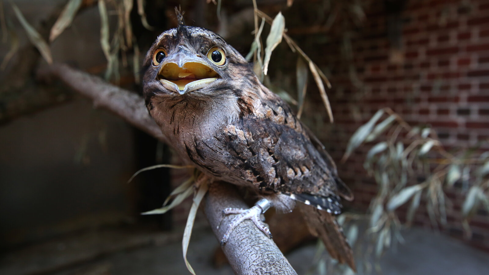 This 'Angry' Bird Is the Most Photogenic, Research Finds
