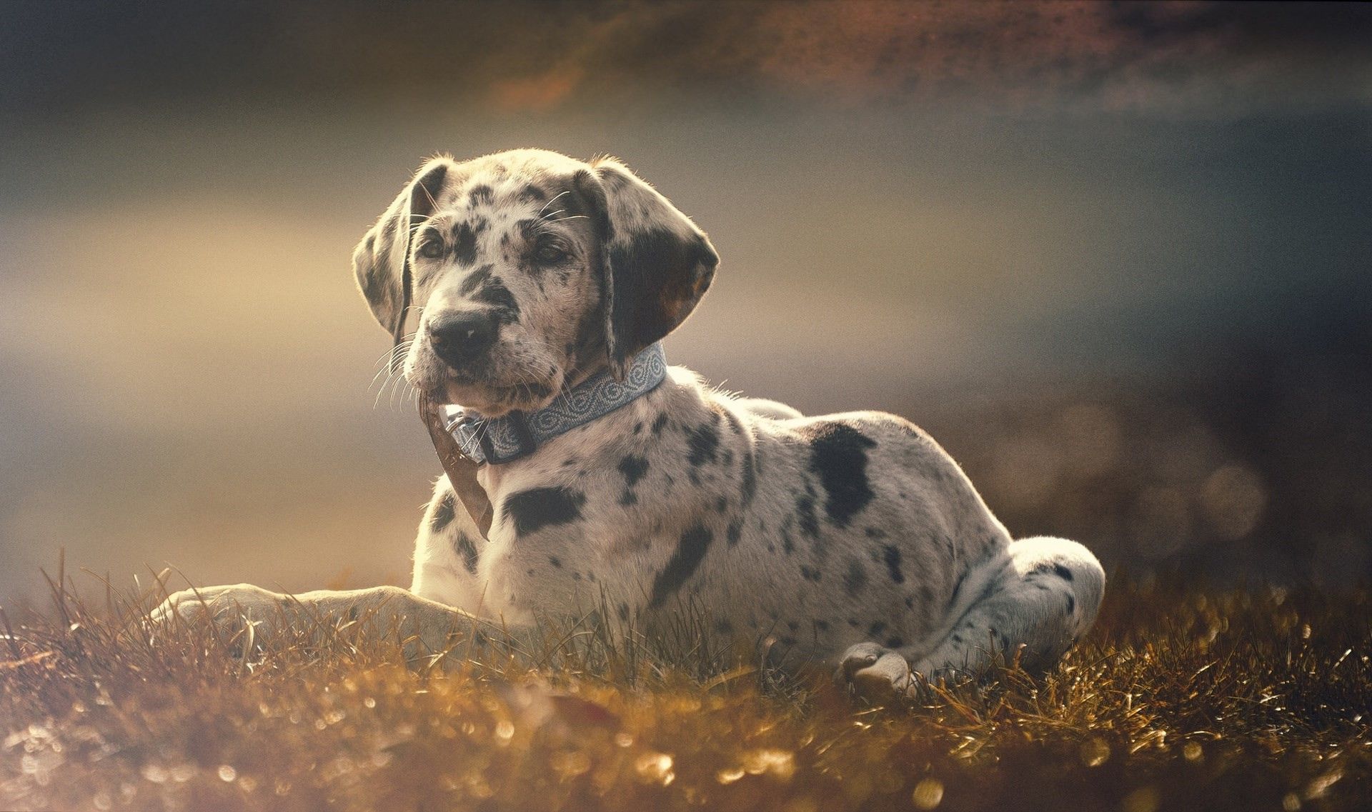 Great Dane Wallpaper