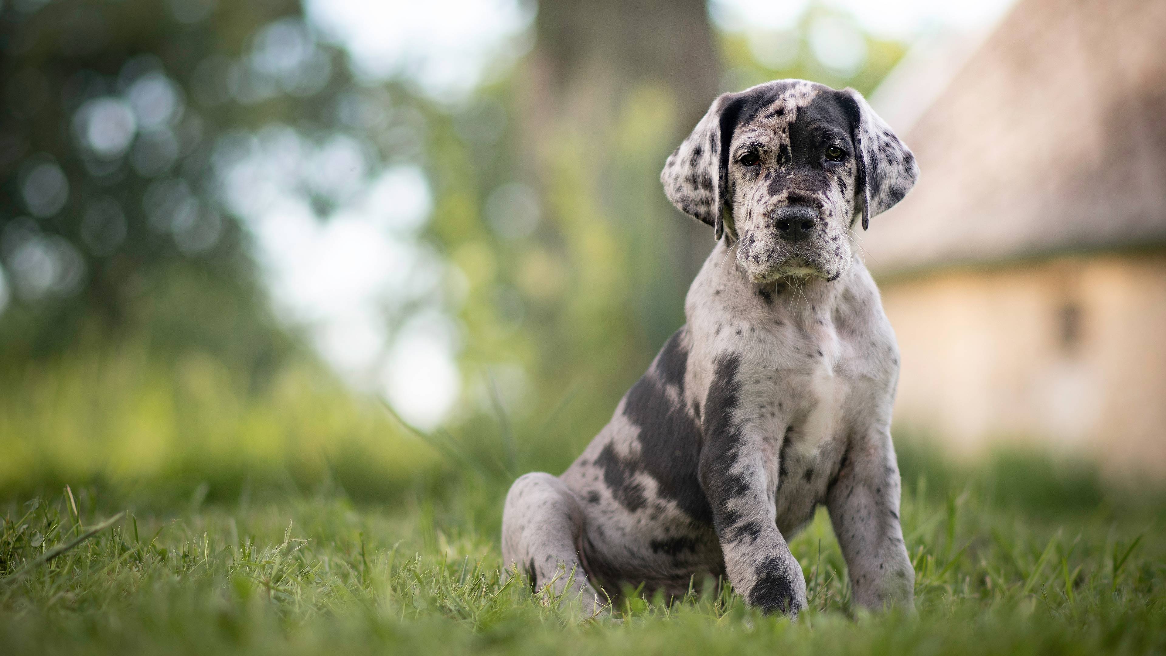 Download Great Dane wallpapers for mobile phone free Great Dane HD  pictures