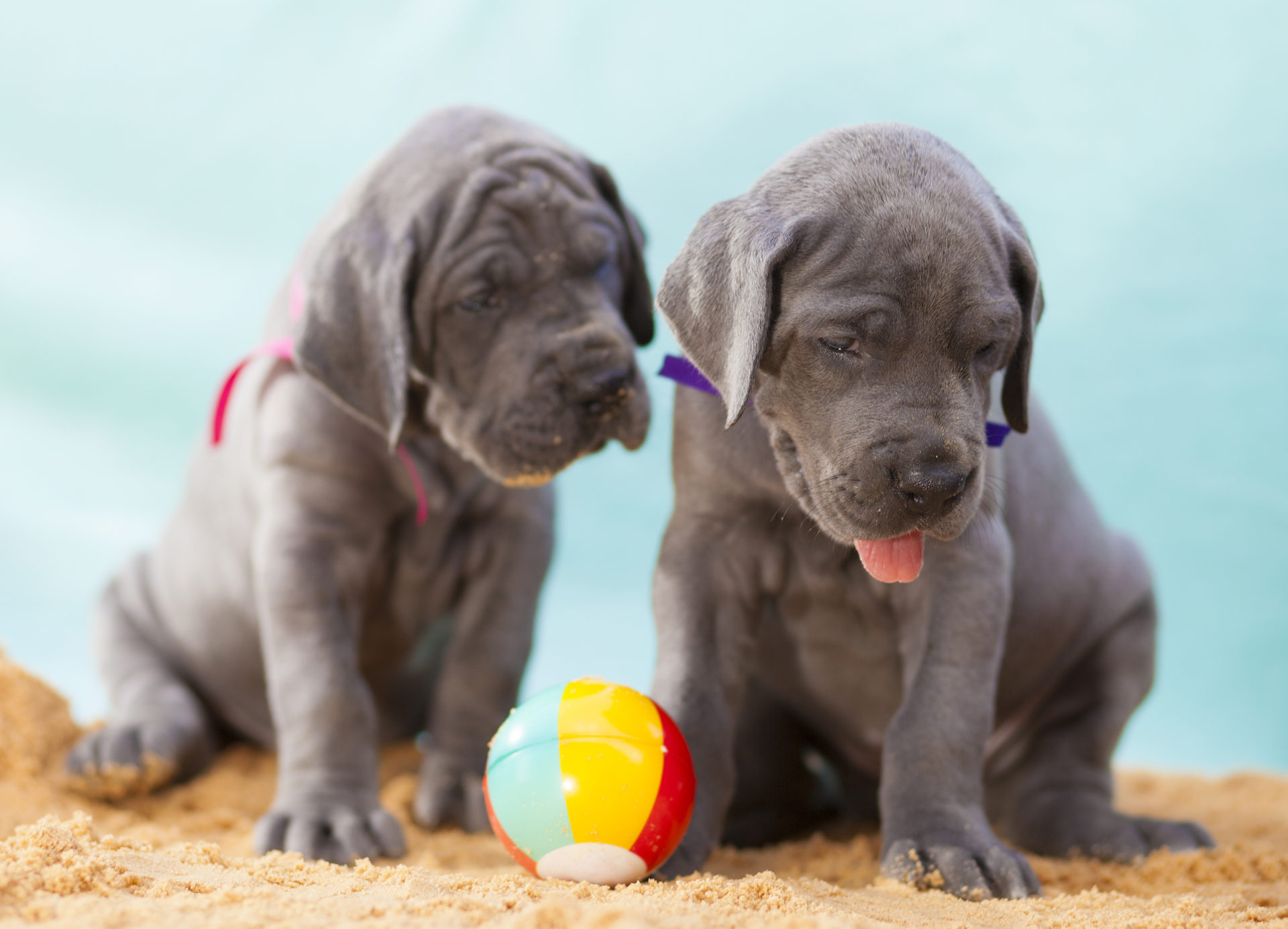 My Great Dane HD Wallpaper New Tab Theme