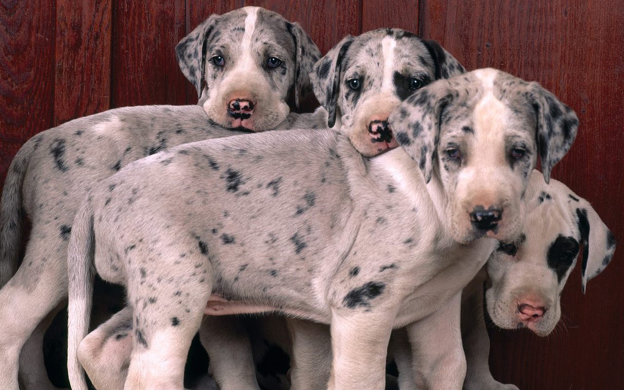 Cute Puppies Great Dane