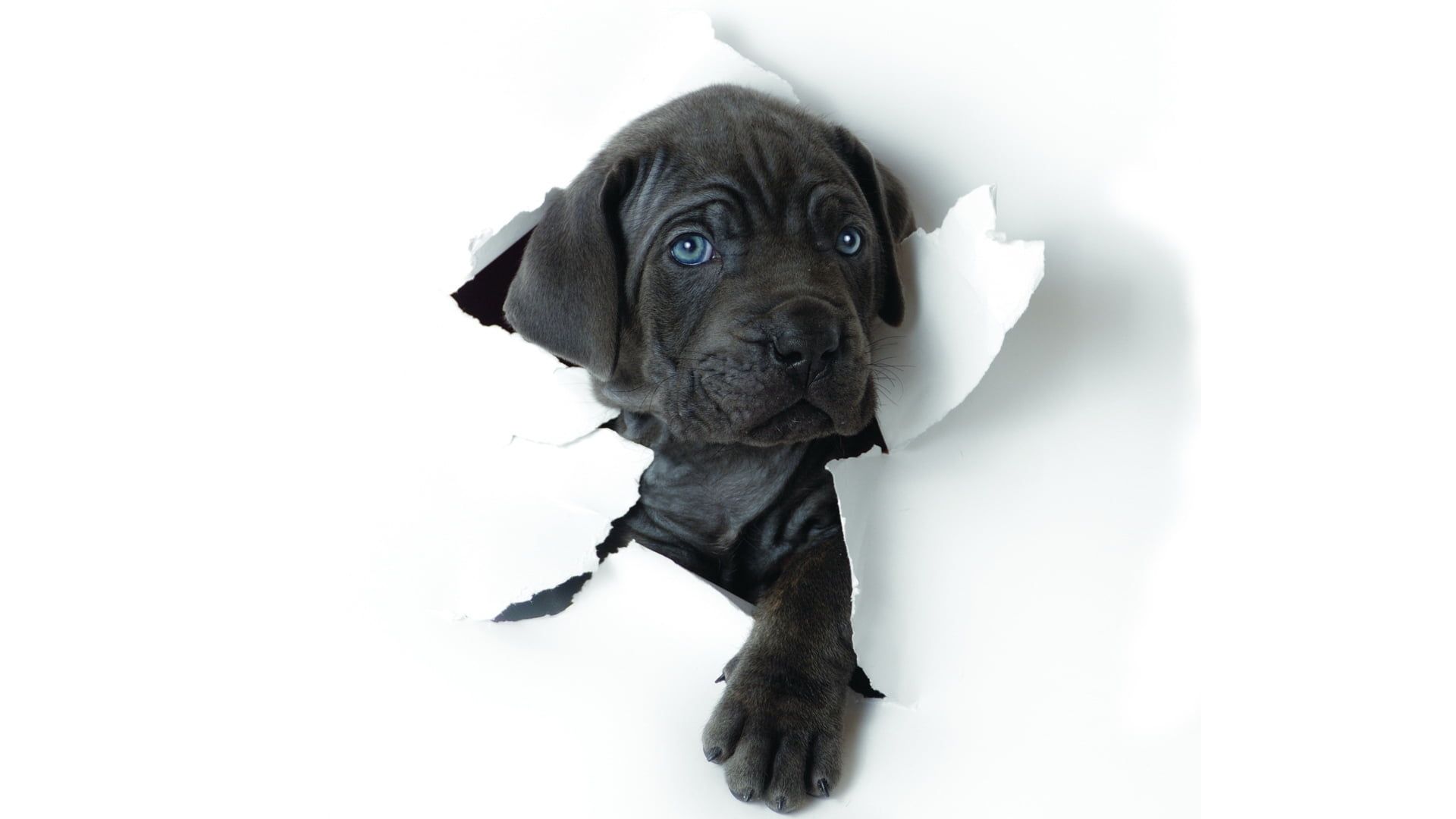 Great Dane Puppies Wallpapers - Wallpaper Cave