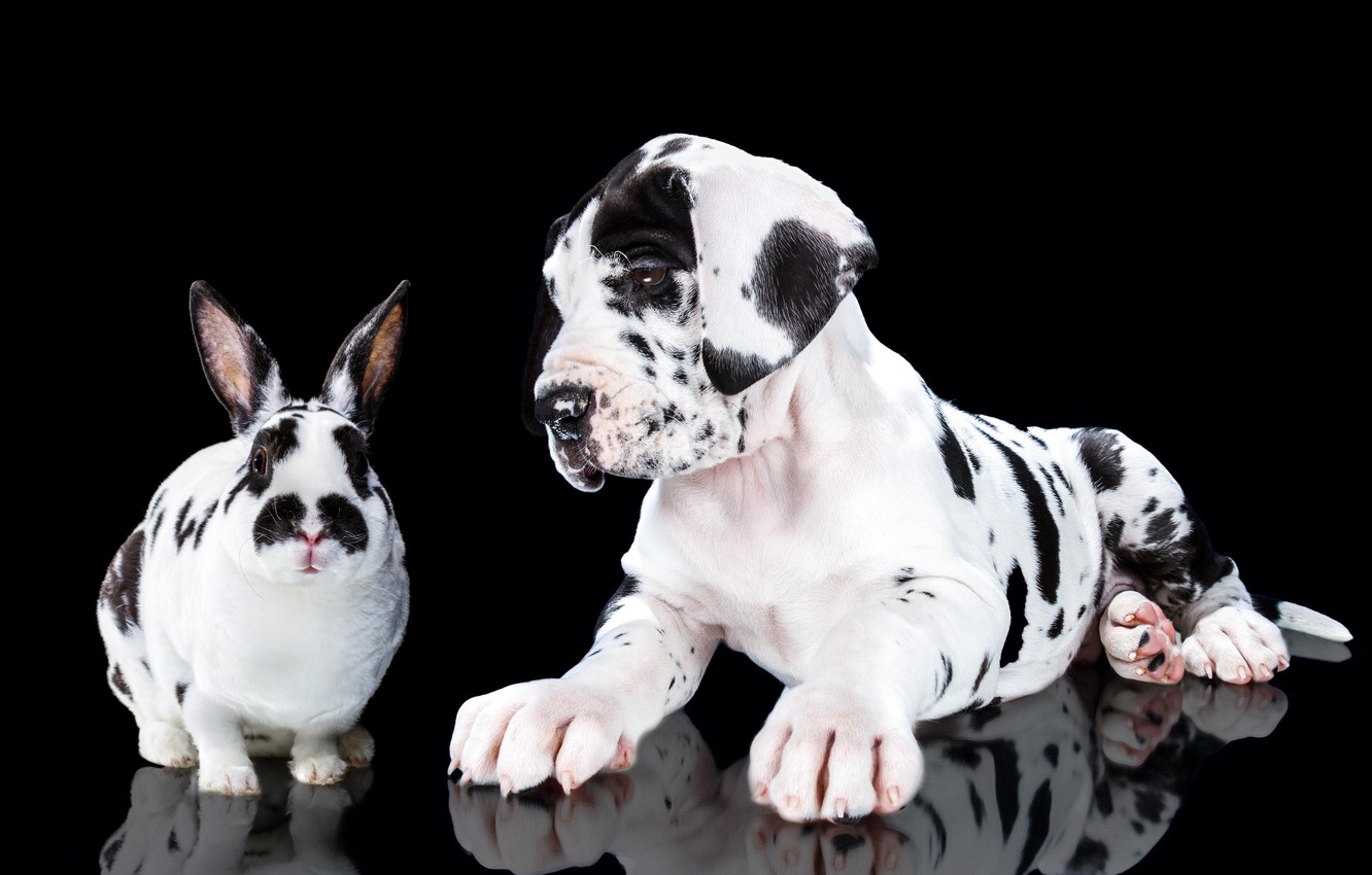 Wallpaper portrait, dog, rabbit, puppy, black background, spotted, Great Dane, Natalia Lays image for desktop, section животные