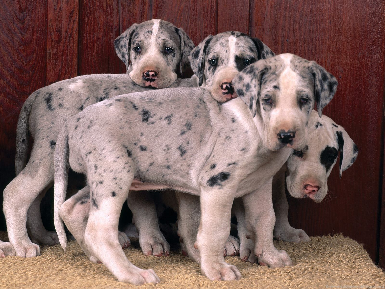 Great Danes Photo: Great Dane puppies. Dane puppies, Great dane puppy, Great dane dogs