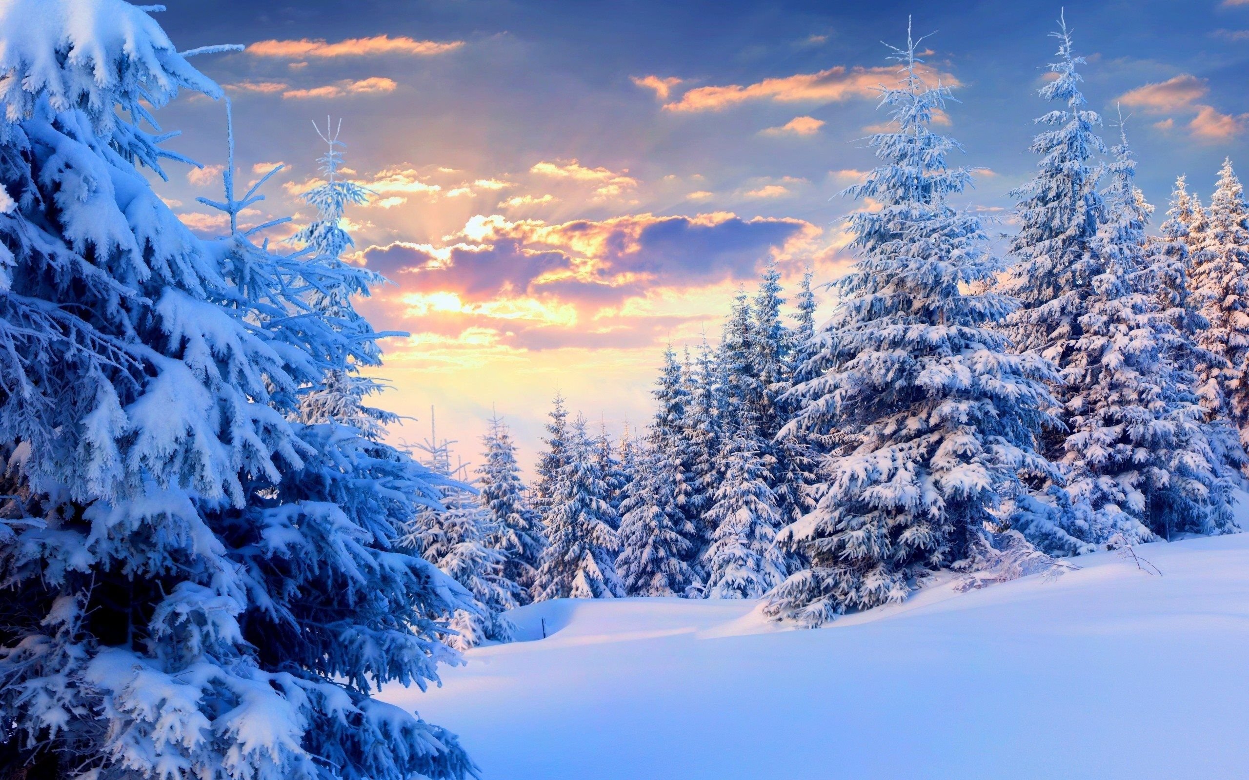 Winter Forest Wallpaper