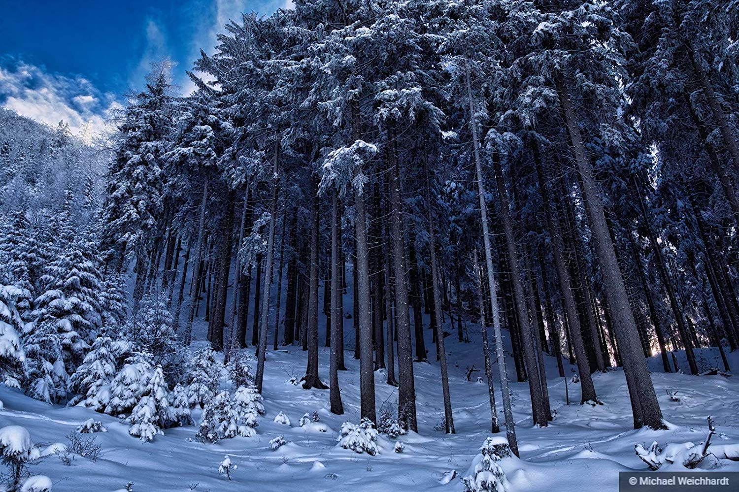Free download Amazoncom Winter Forest Landscape Photo Print Professional [1500x999] for your Desktop, Mobile & Tablet. Explore Winter Nature Wallpaper. Winter Free Desktop Wallpaper, Winter Wildlife Wallpaper, Widescreen Winter Wallpaper 1440x900