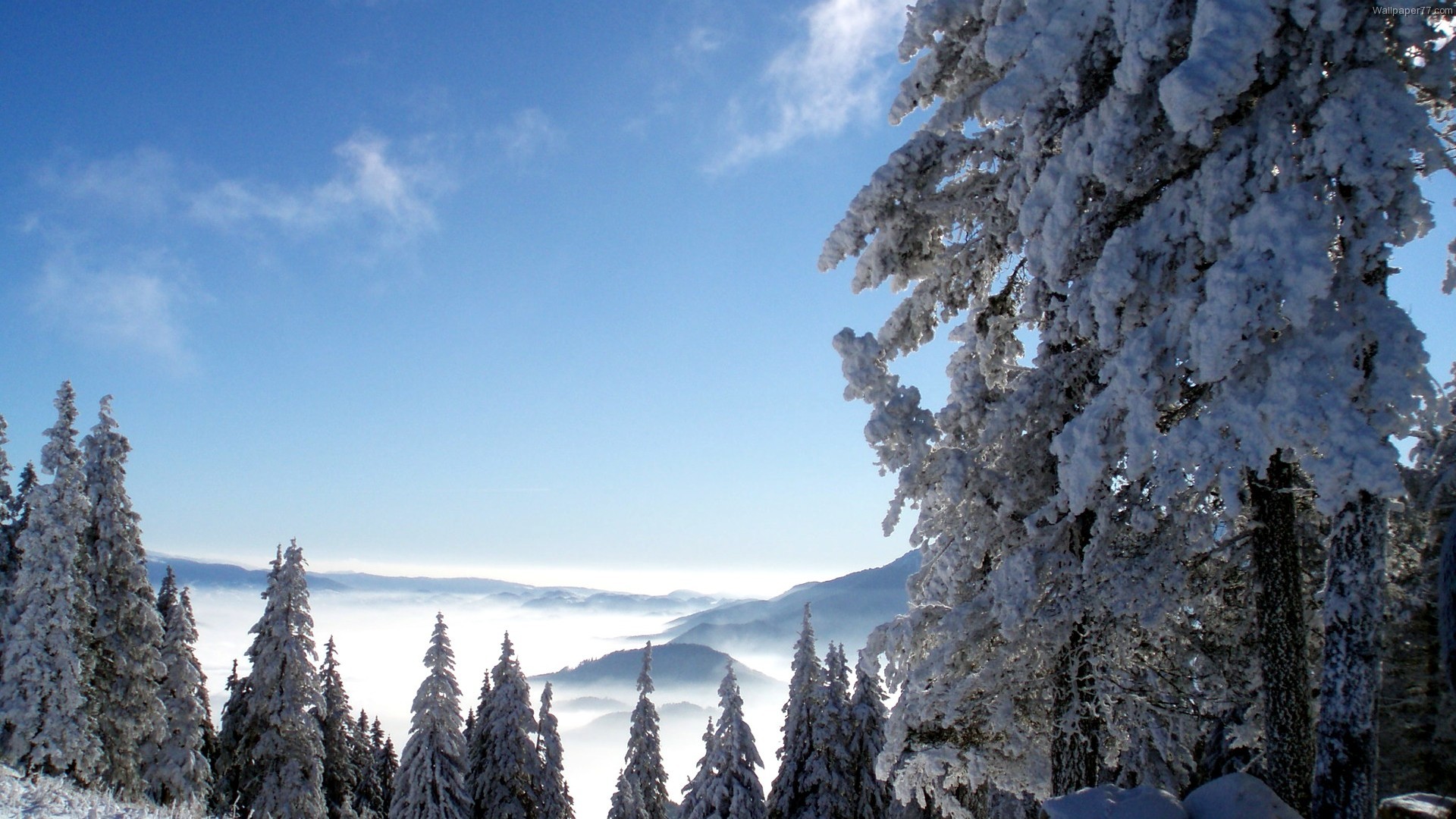 Winter, forest, wallpaper, landscape