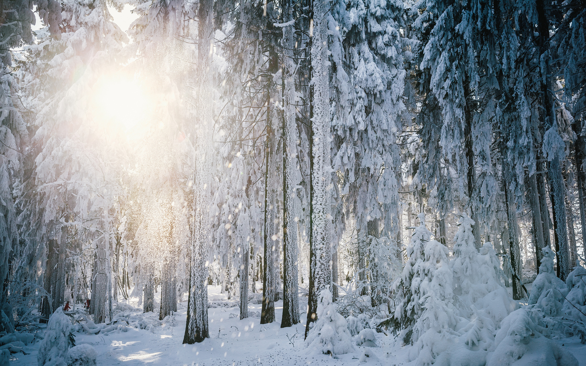 Winter Forest Landscape HD wallpaper
