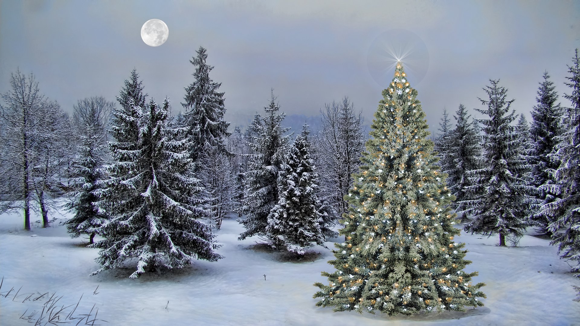 Christmas Tree in Winter Forest HD Wallpaper