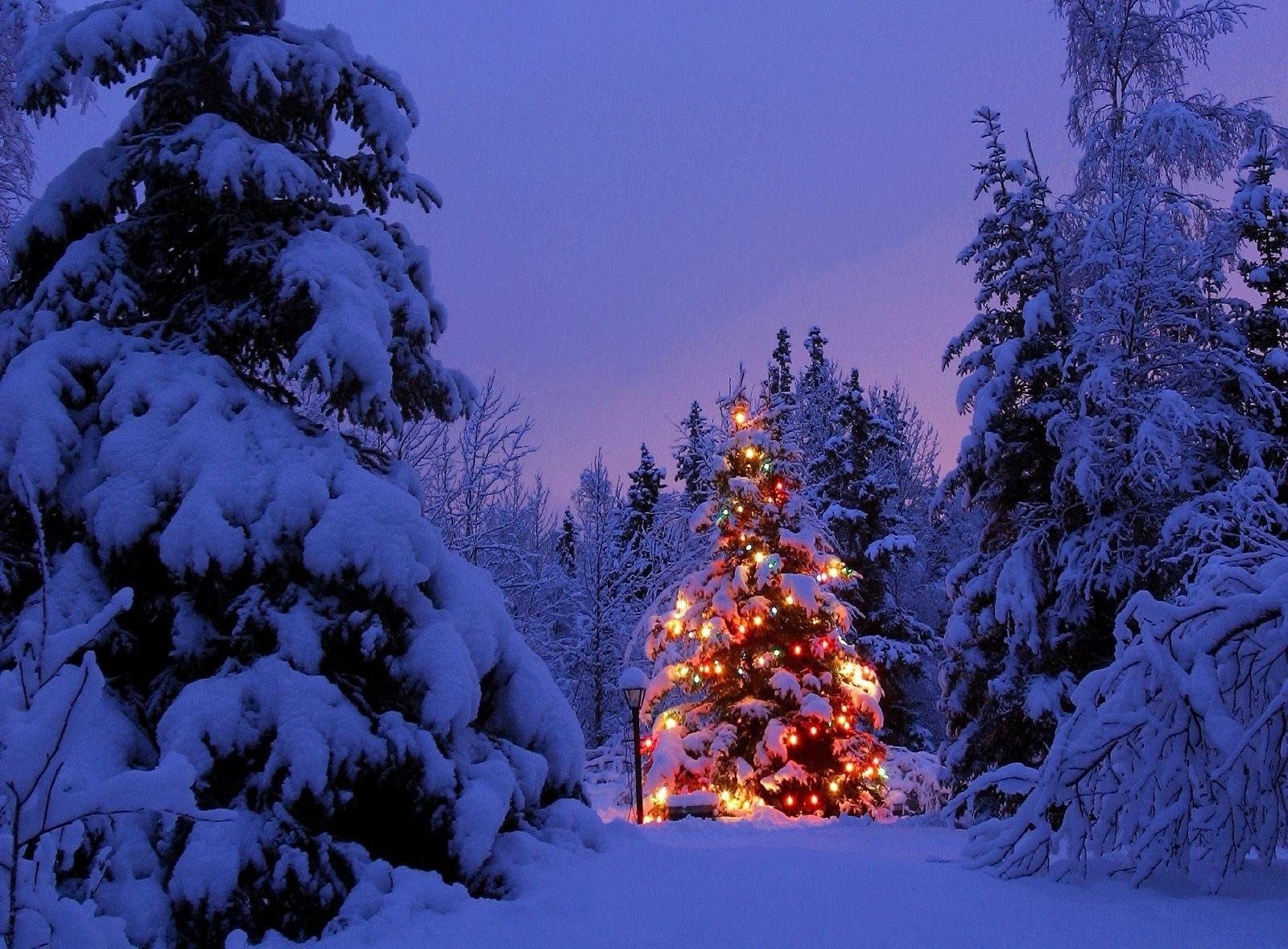 Christmas trees, Garland, Snow, Park, Party, New year wallpaper