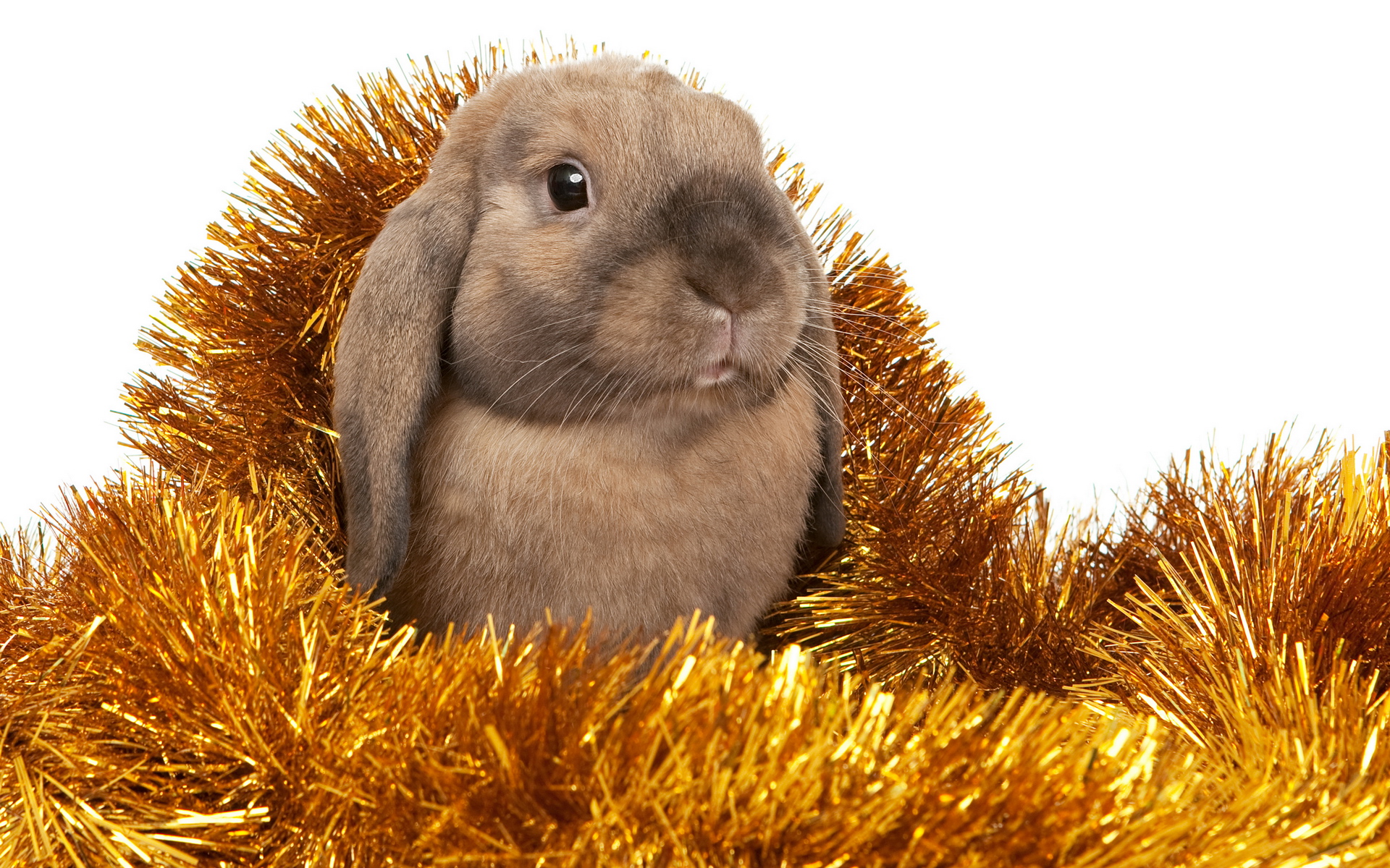 Merry xmas and Happy New Year, bunny Wallpaper Wallpaper 94388