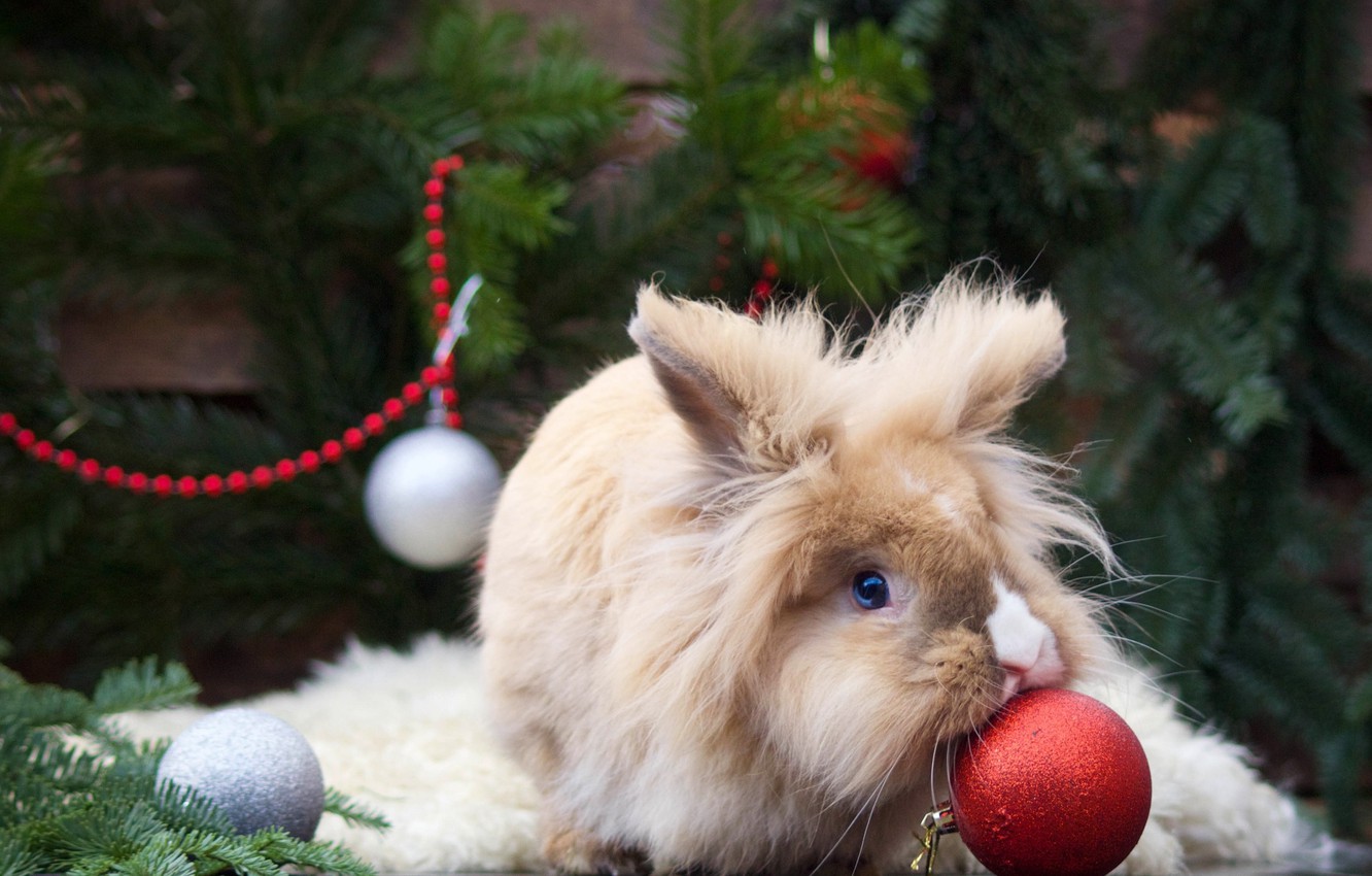 Wallpaper balls, fluffy, rabbit, Christmas decorations image for desktop, section животные