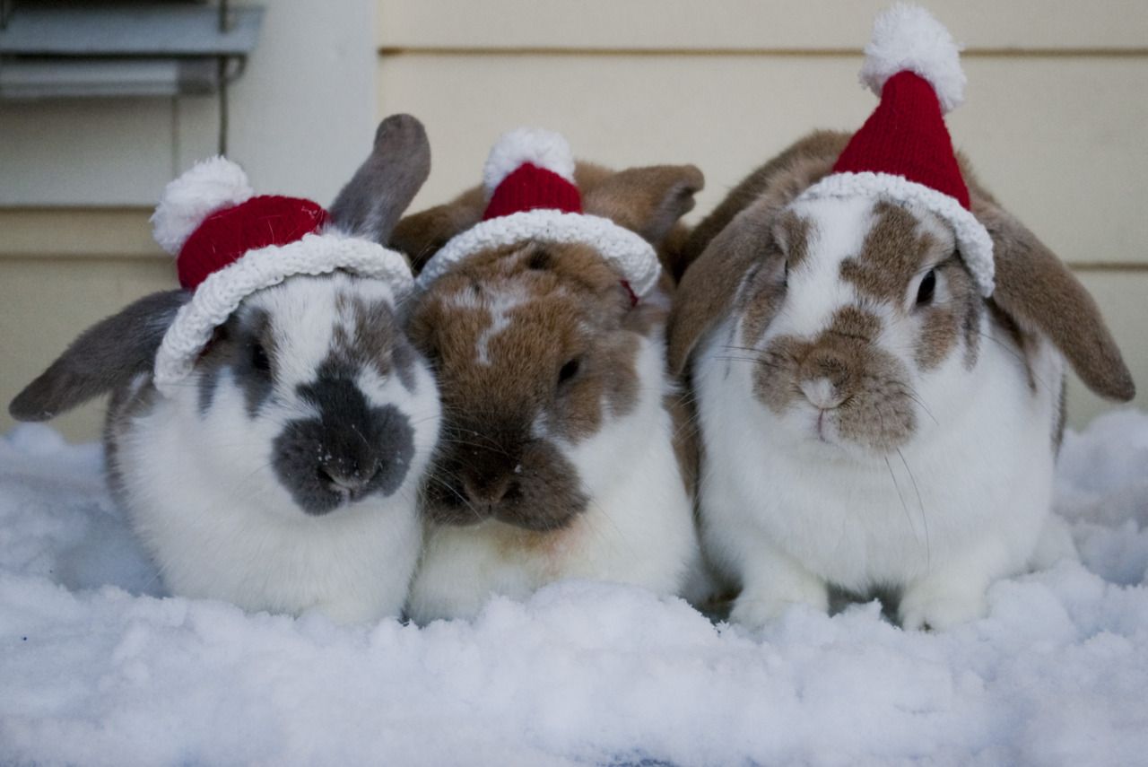 Christmas Bunnies. Christmas animals, Funny christmas picture, Bunny picture
