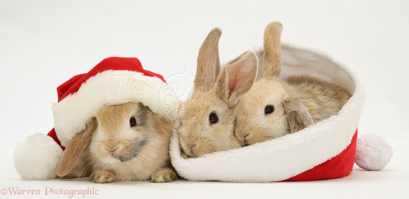 Free download WP20518 Three sandy Lop rabbits with Father Christmas hats [1641x799] for your Desktop, Mobile & Tablet. Explore Christmas Bunny Wallpaper. Bugs Bunny Wallpaper, Easter Bunny Wallpaper, Easter