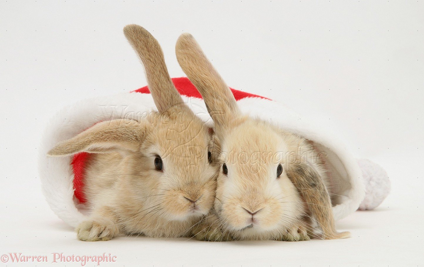 Free download WP20513 Two sandy Lop rabbits in a Father Christmas hat [1444x908] for your Desktop, Mobile & Tablet. Explore Christmas Bunny Wallpaper. Bugs Bunny Wallpaper, Easter Bunny Wallpaper