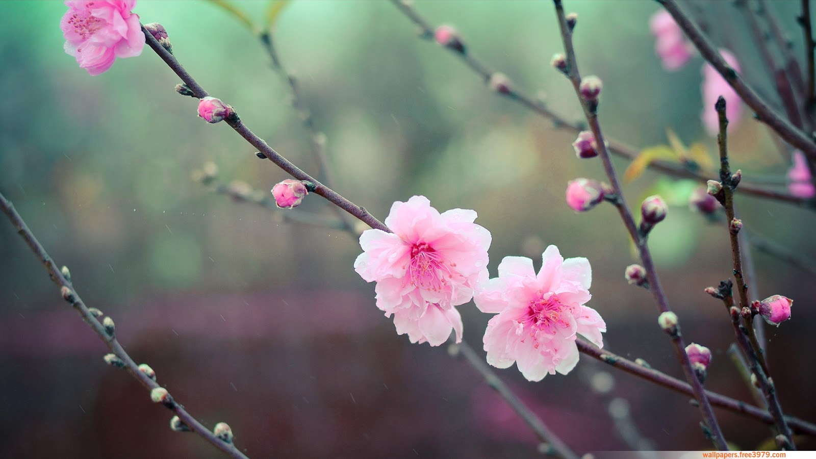 Free download 20 Asian Cherry Blossom Flower Wallpapers Wallpapers 3979 [1600x900] for your Desktop, Mobile & Tablet