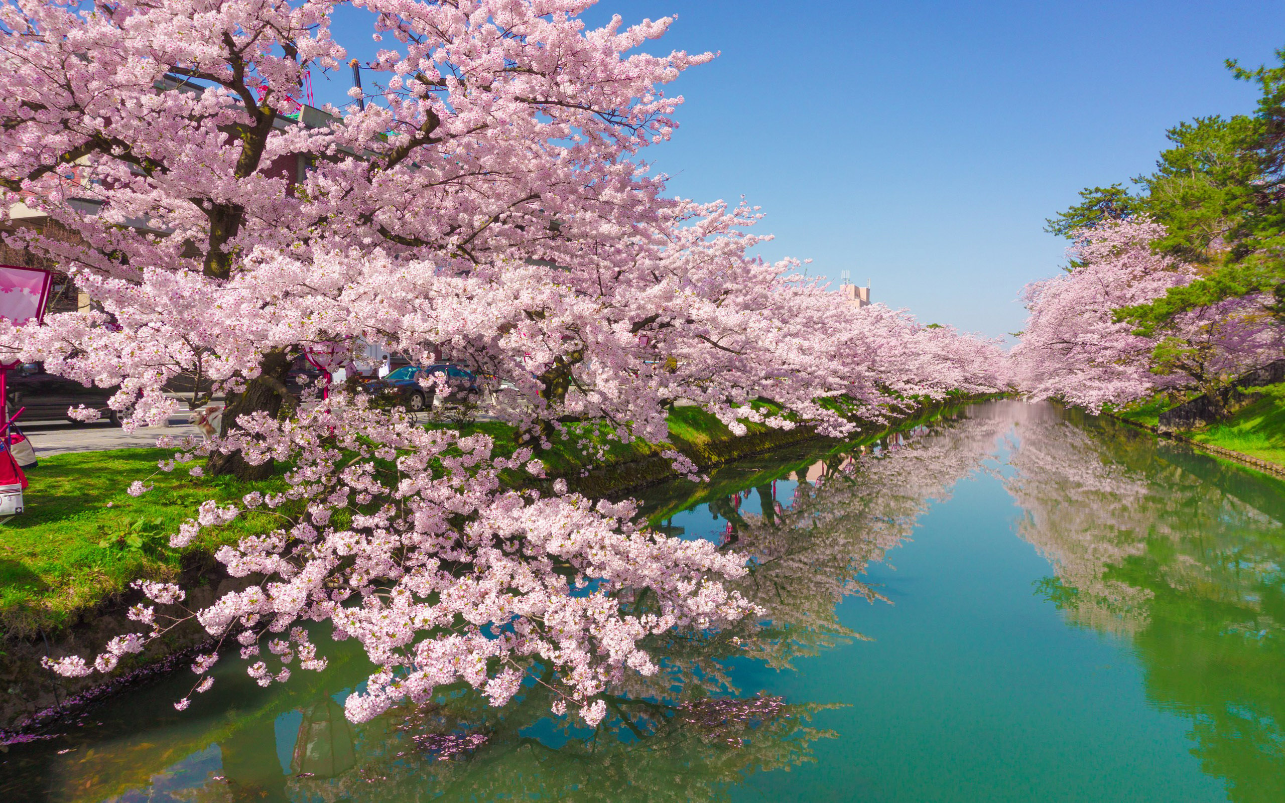 Cherry Flowers In Japan