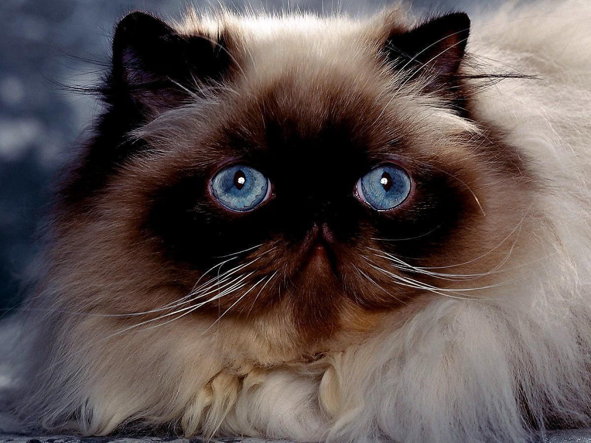 Himalayan cat wallpaper HD. Download Free background