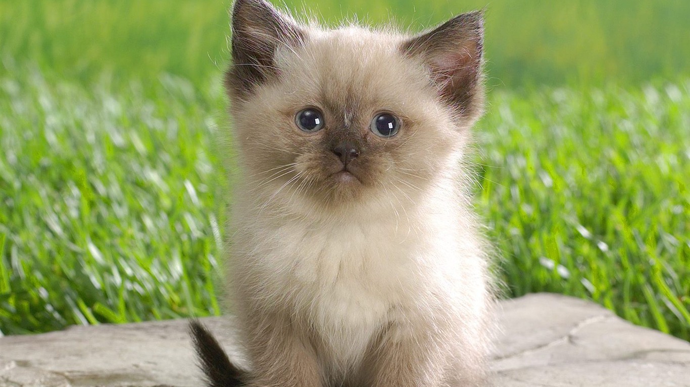 Himalayan cat wallpaper