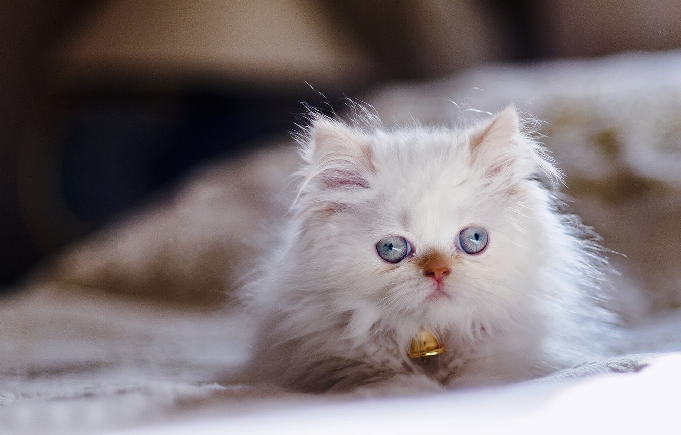 Himalayan Cat Wallpapers - Wallpaper Cave