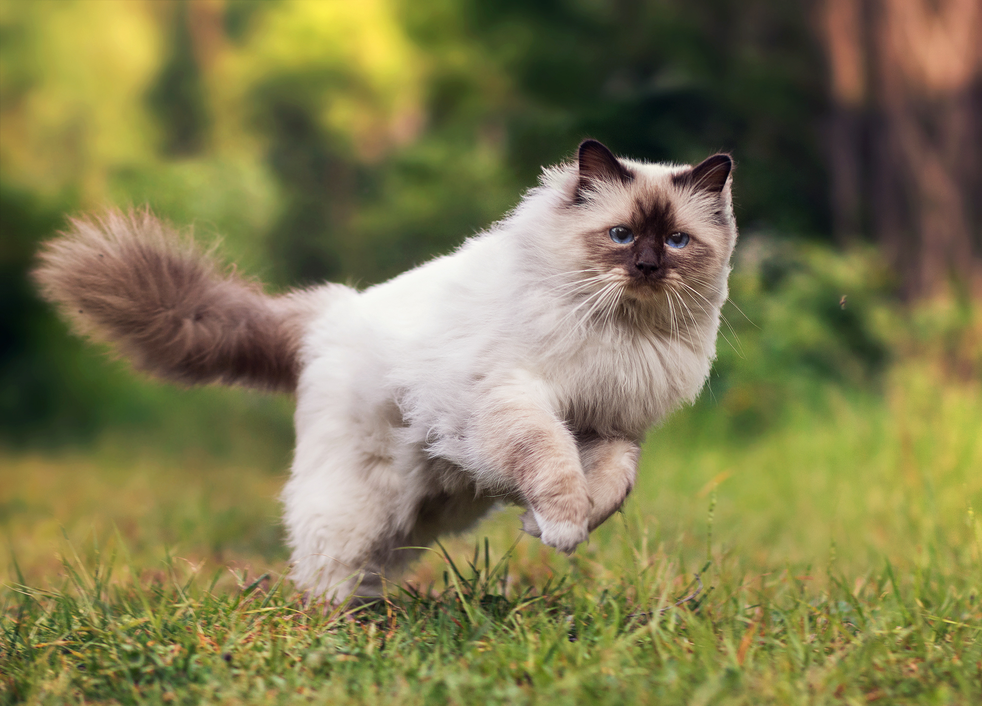 Himalayan Cat Wallpapers - Wallpaper Cave