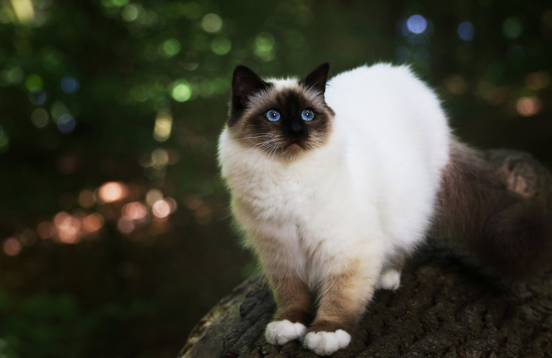 4K Ultra HD Himalayan Cat Wallpaper and Background Image