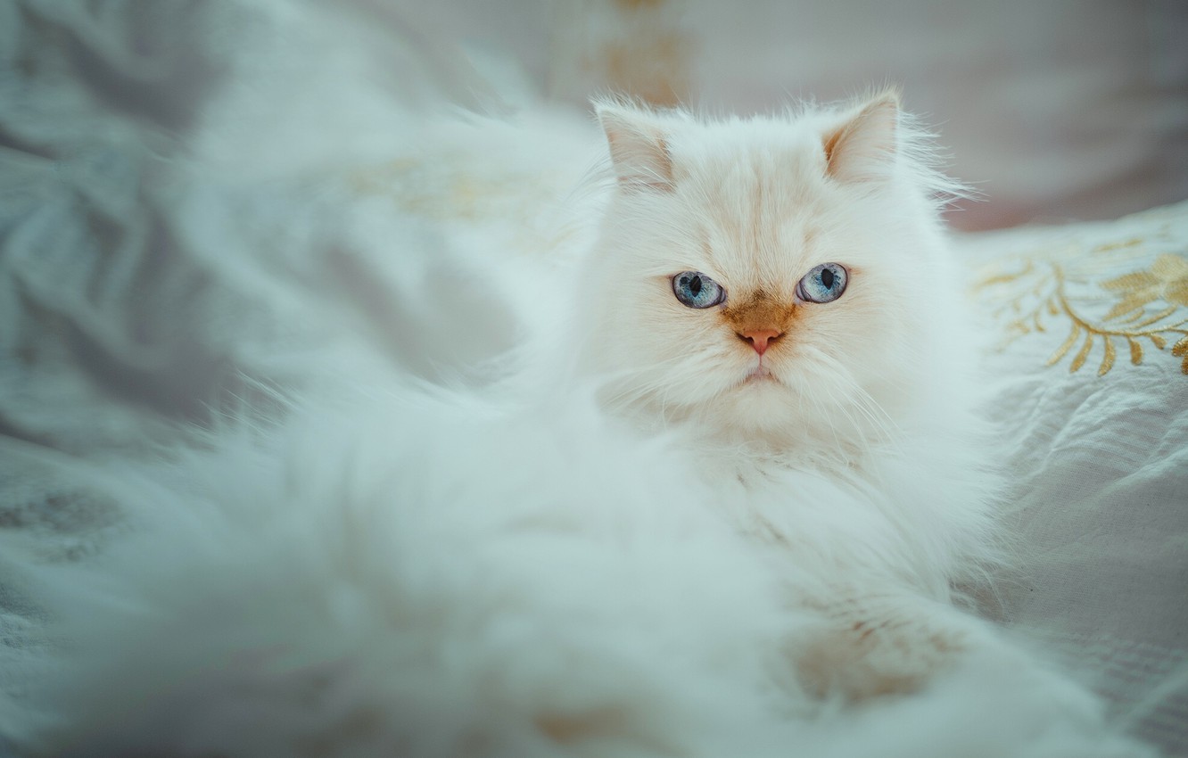 Himalayan Cat Wallpapers - Wallpaper Cave